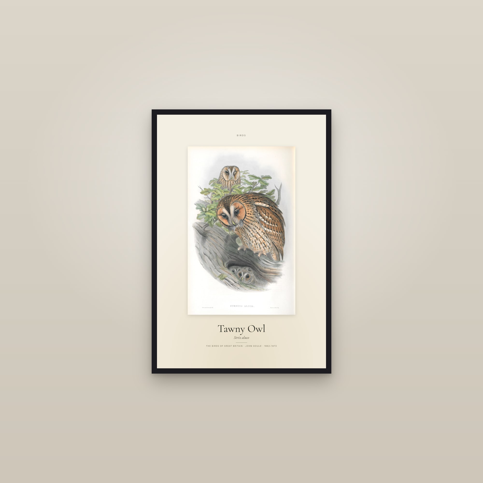 Tawny Owl — Specimen — framed in a gallery setting