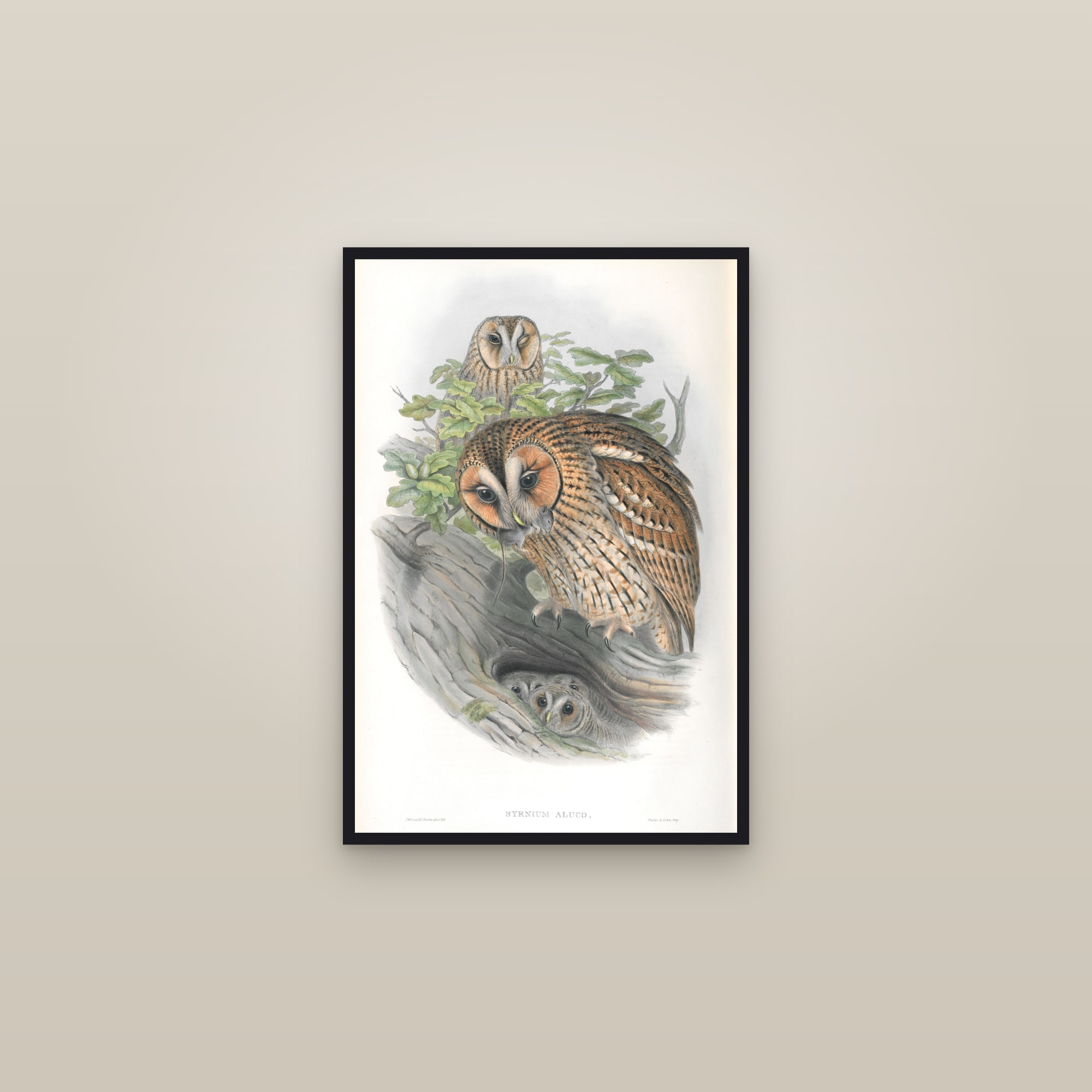 Tawny Owl — framed in a gallery setting