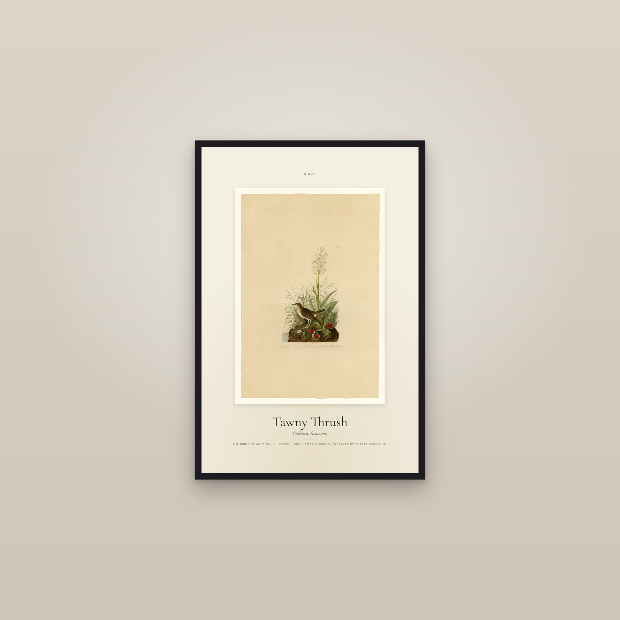 Tawny Thrush — Specimen — framed in a gallery setting