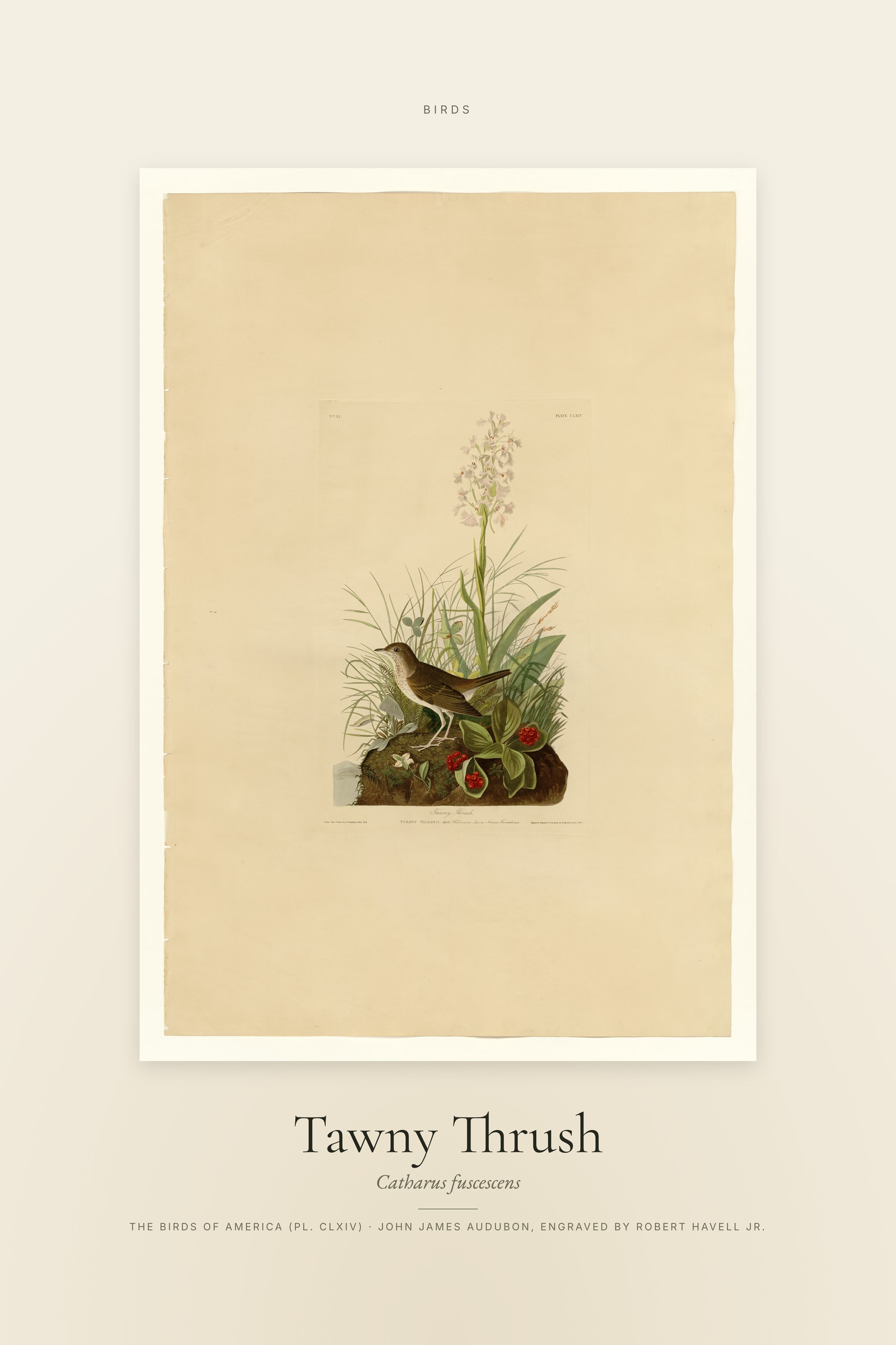 Tawny Thrush — Specimen