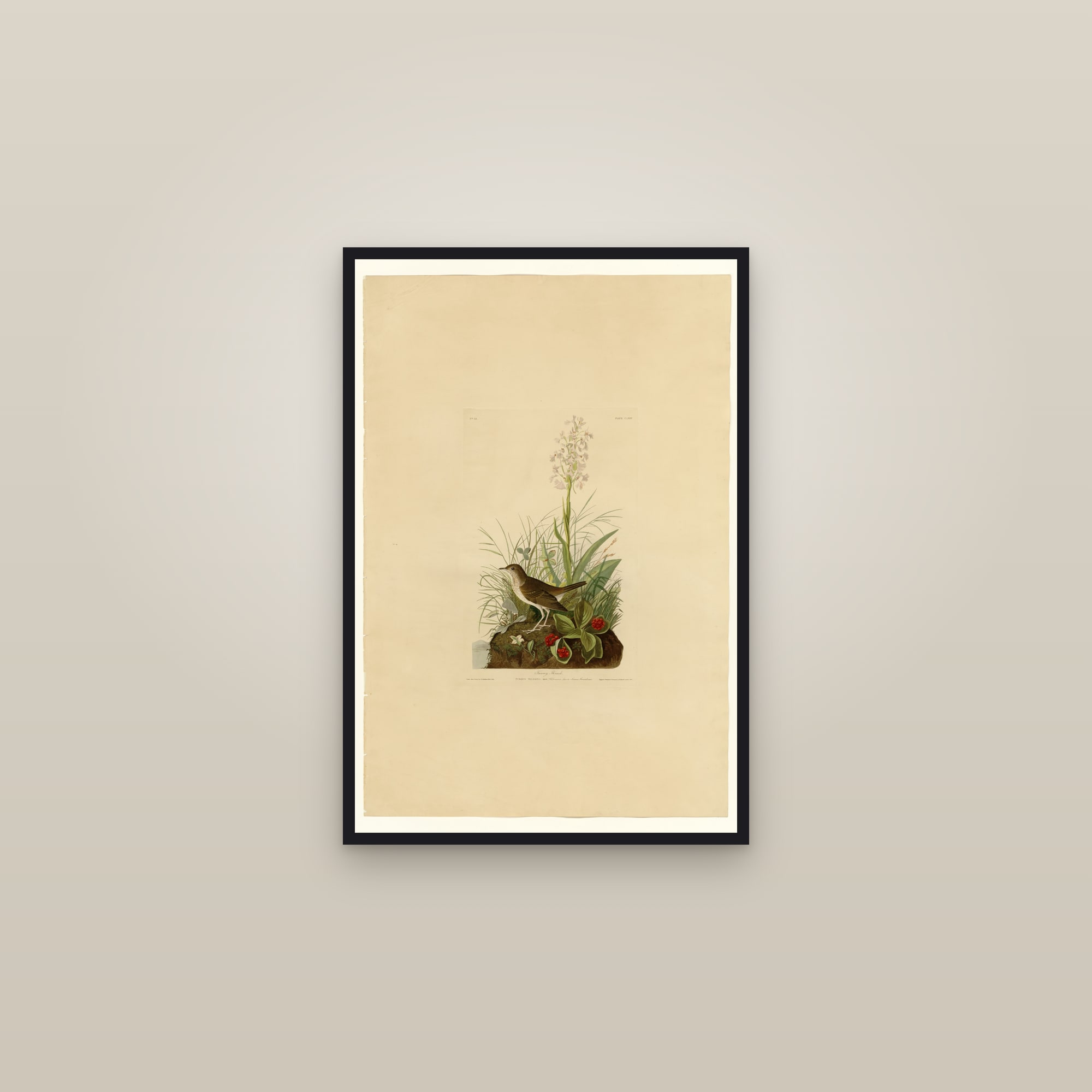 Tawny Thrush — framed in a gallery setting