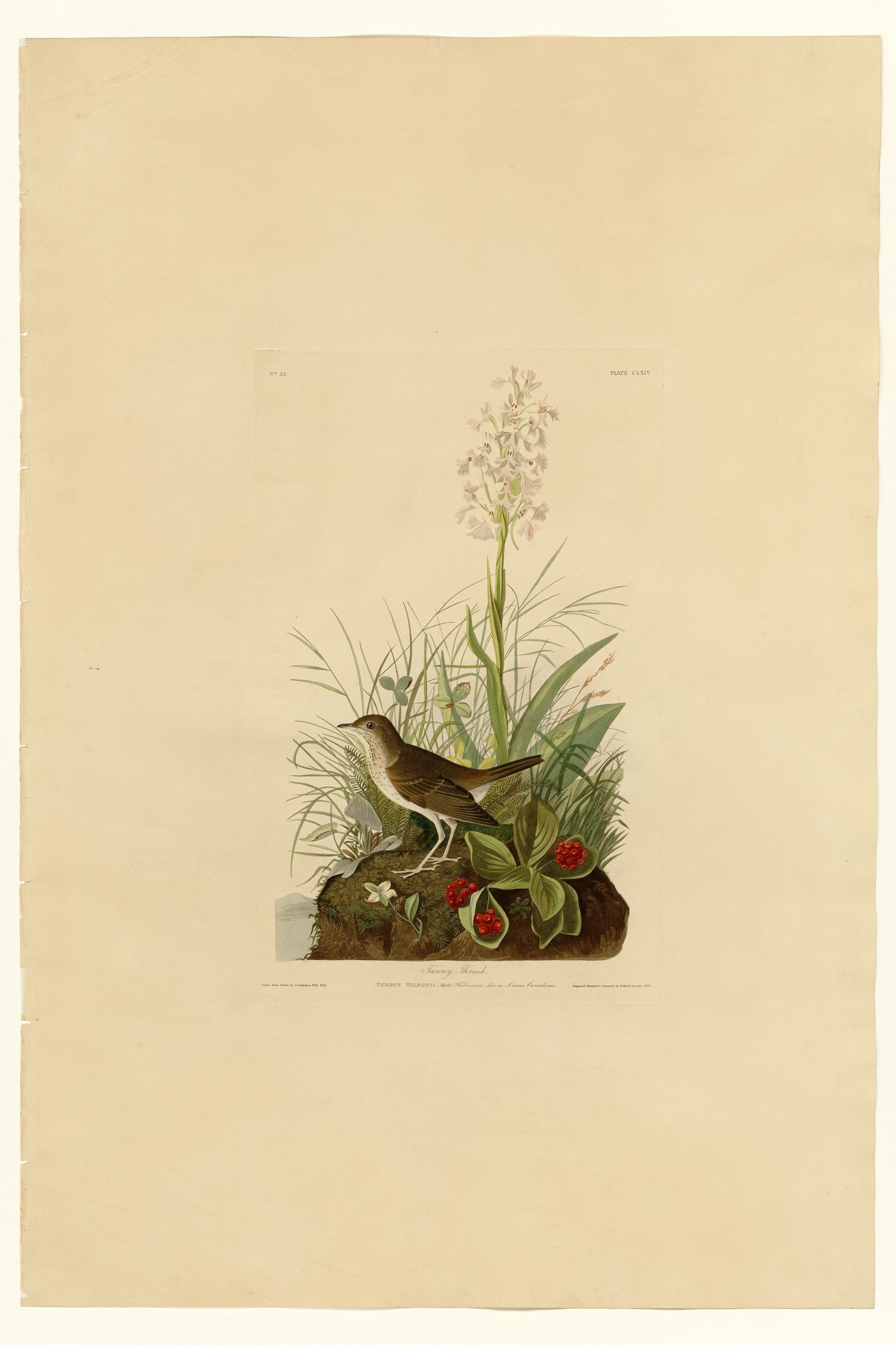 Tawny Thrush