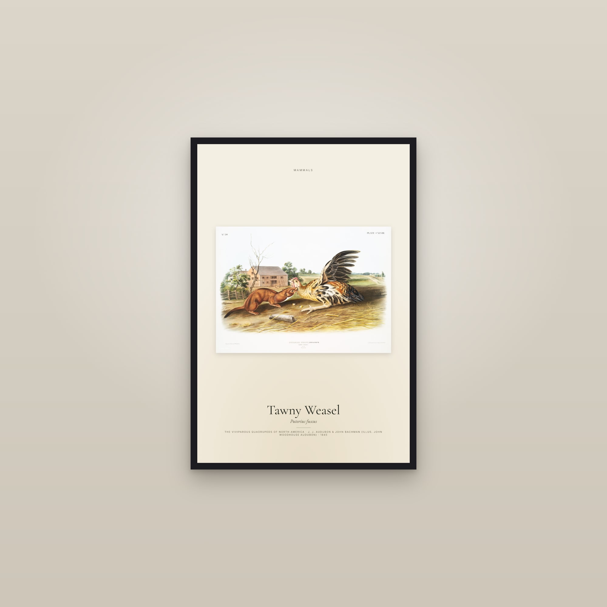 Tawny Weasel — framed in a gallery setting