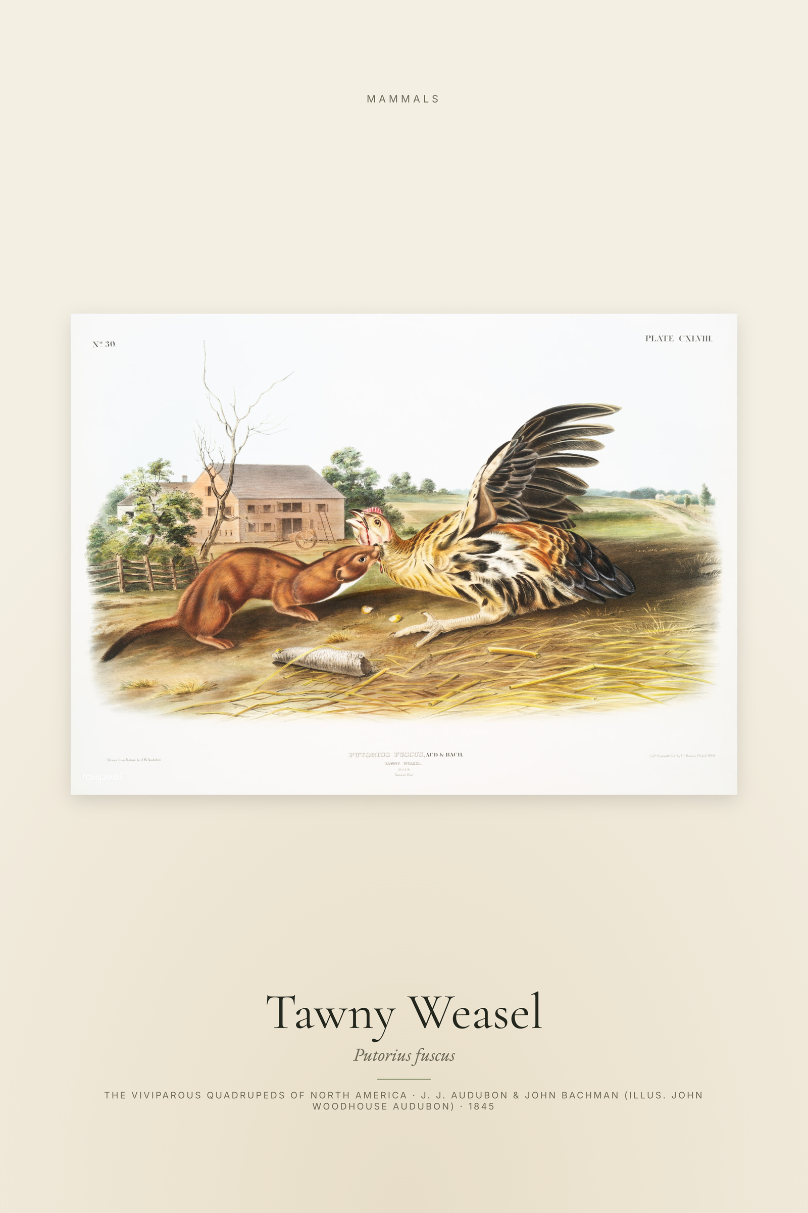 Tawny Weasel