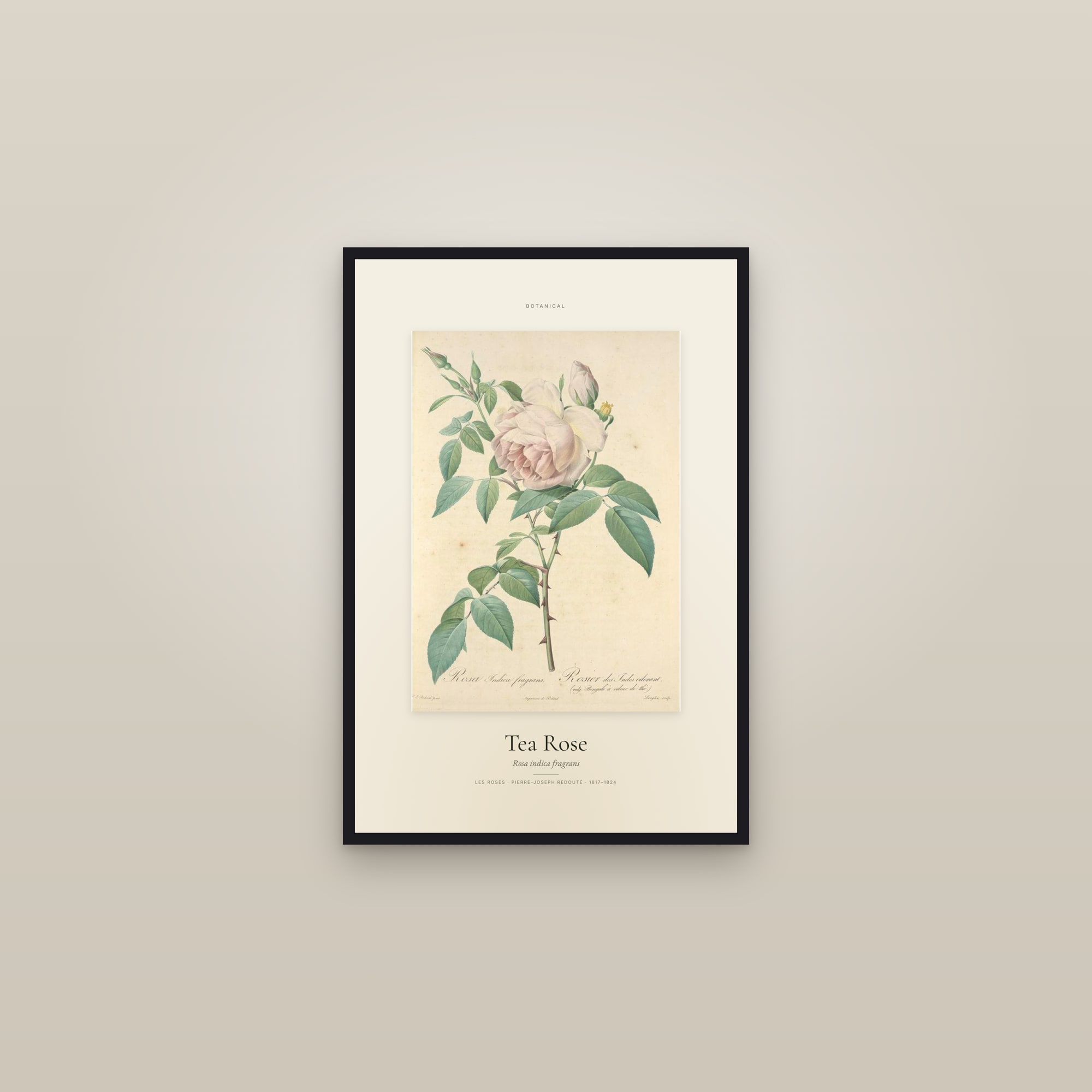 Tea Rose — Specimen — framed in a gallery setting