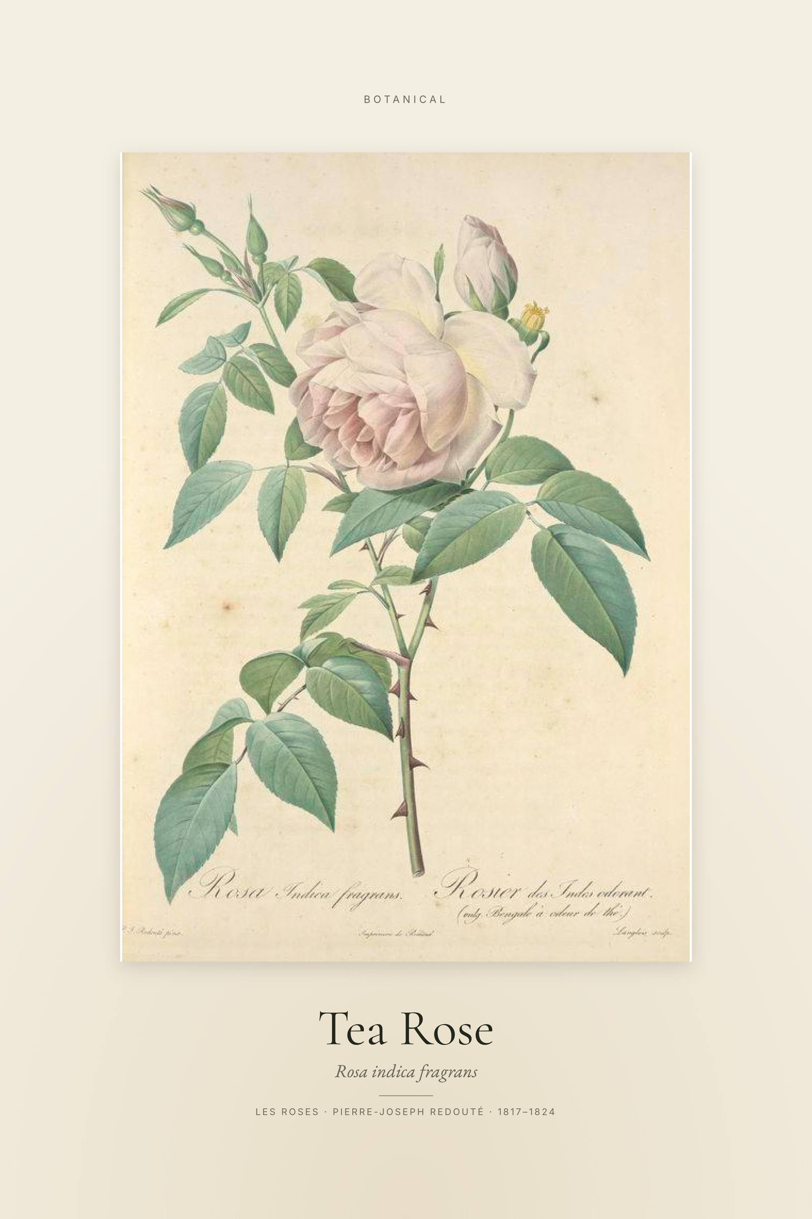 Tea Rose — Specimen