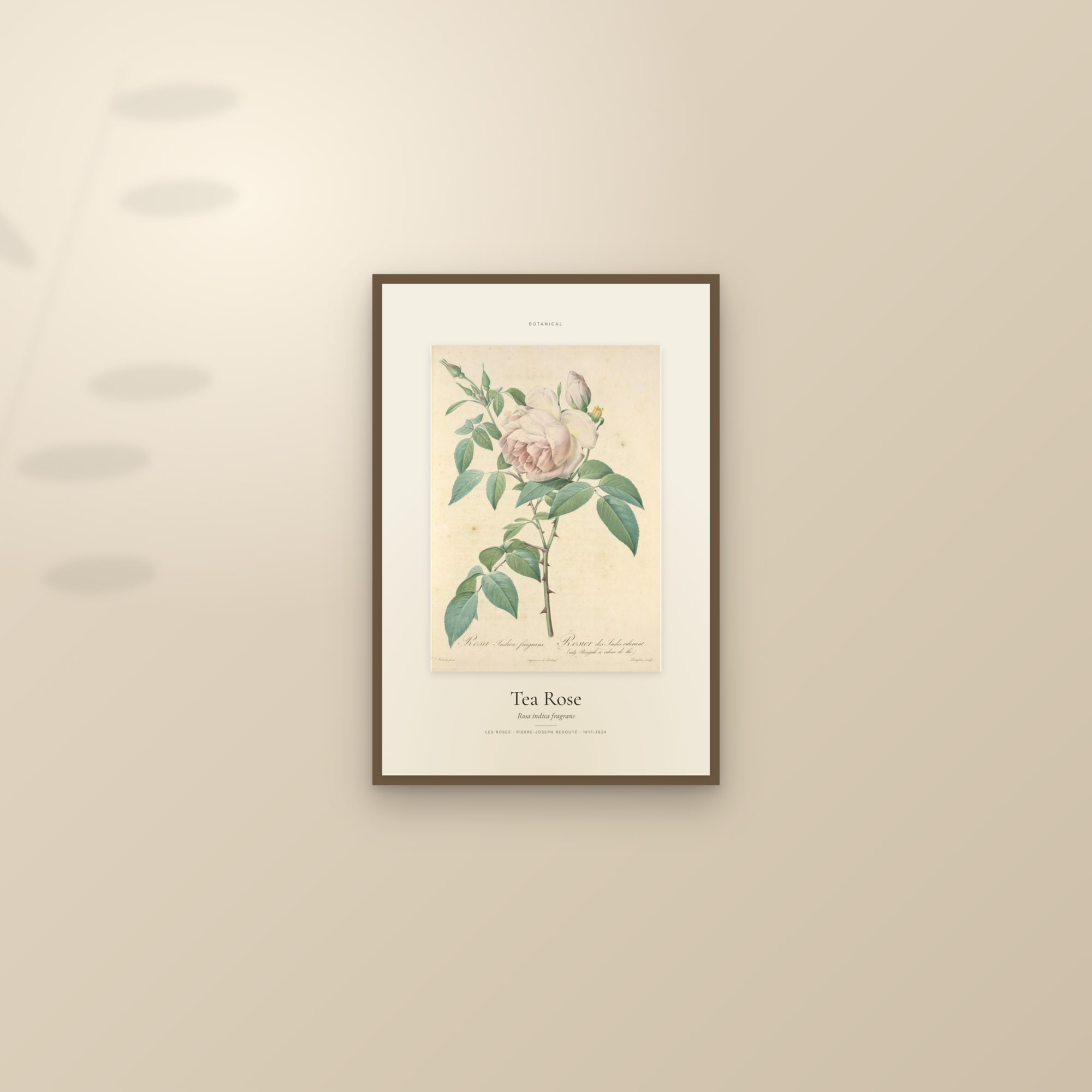 Tea Rose — Specimen — framed and styled on a sunlit wall