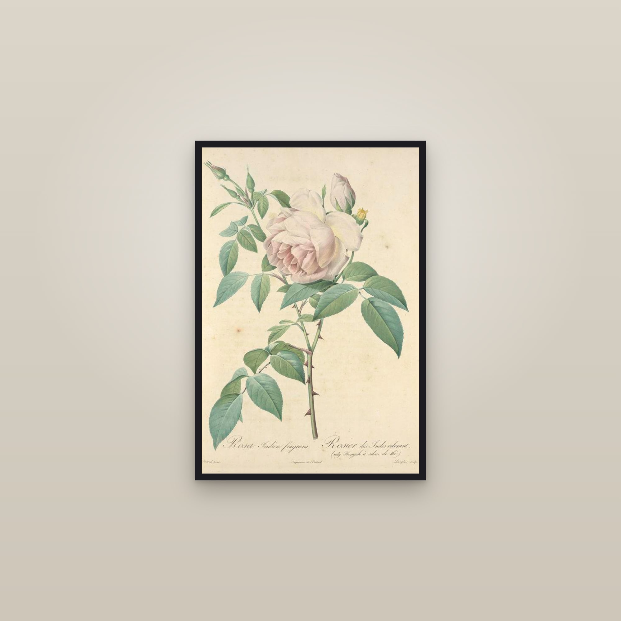 Tea Rose — framed in a gallery setting