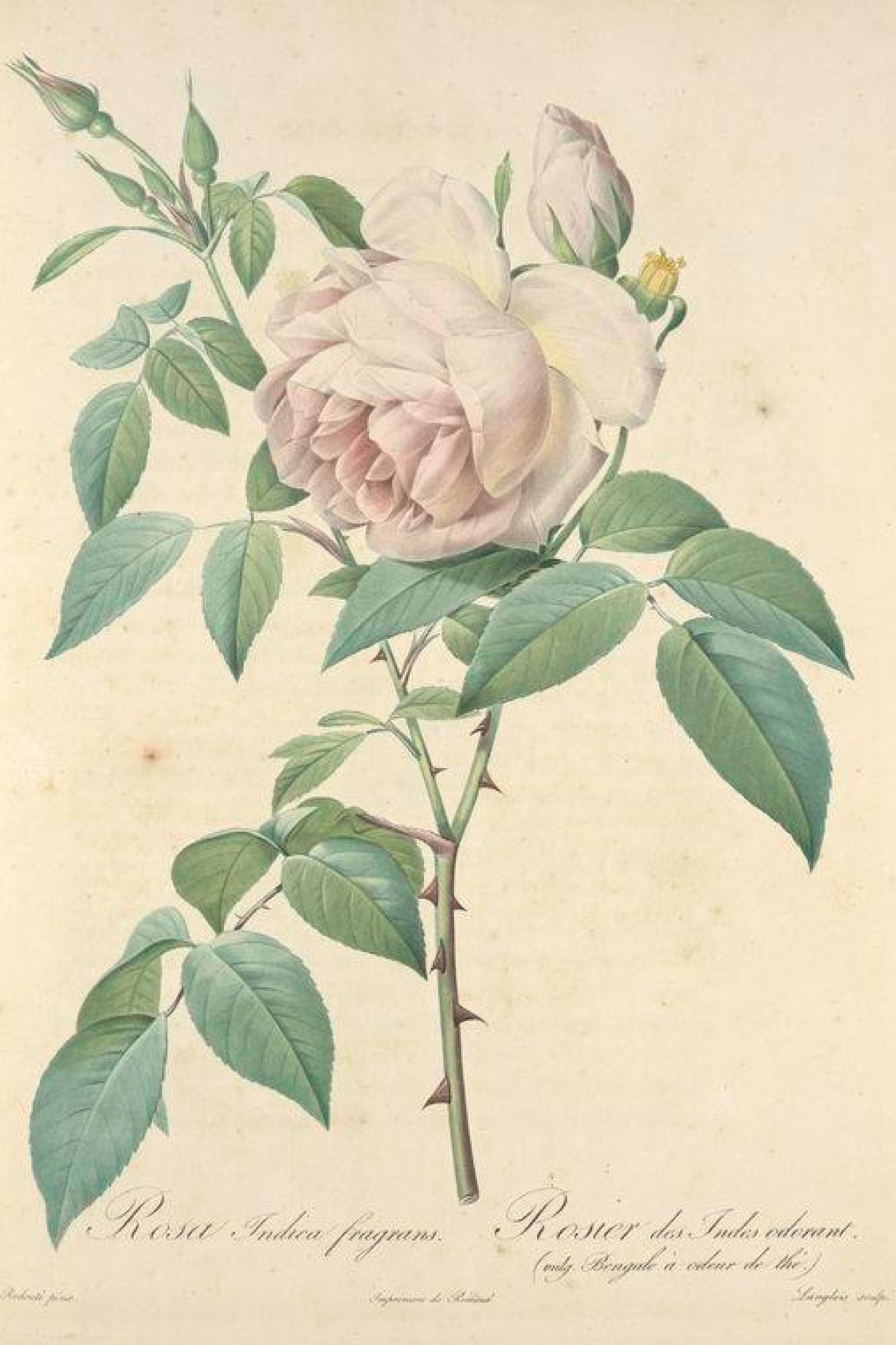 Tea Rose