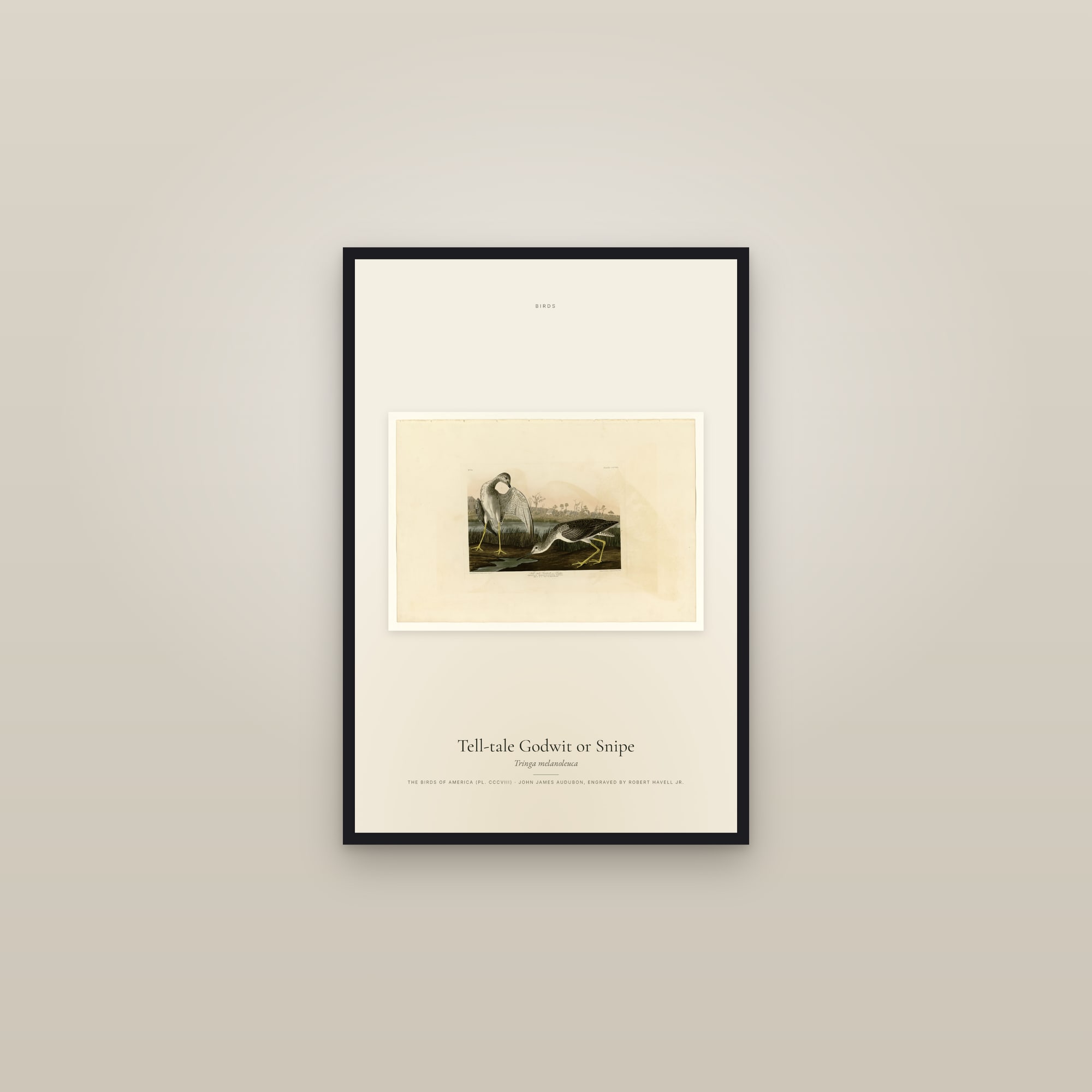 Tell-tale Godwit or Snipe — framed in a gallery setting