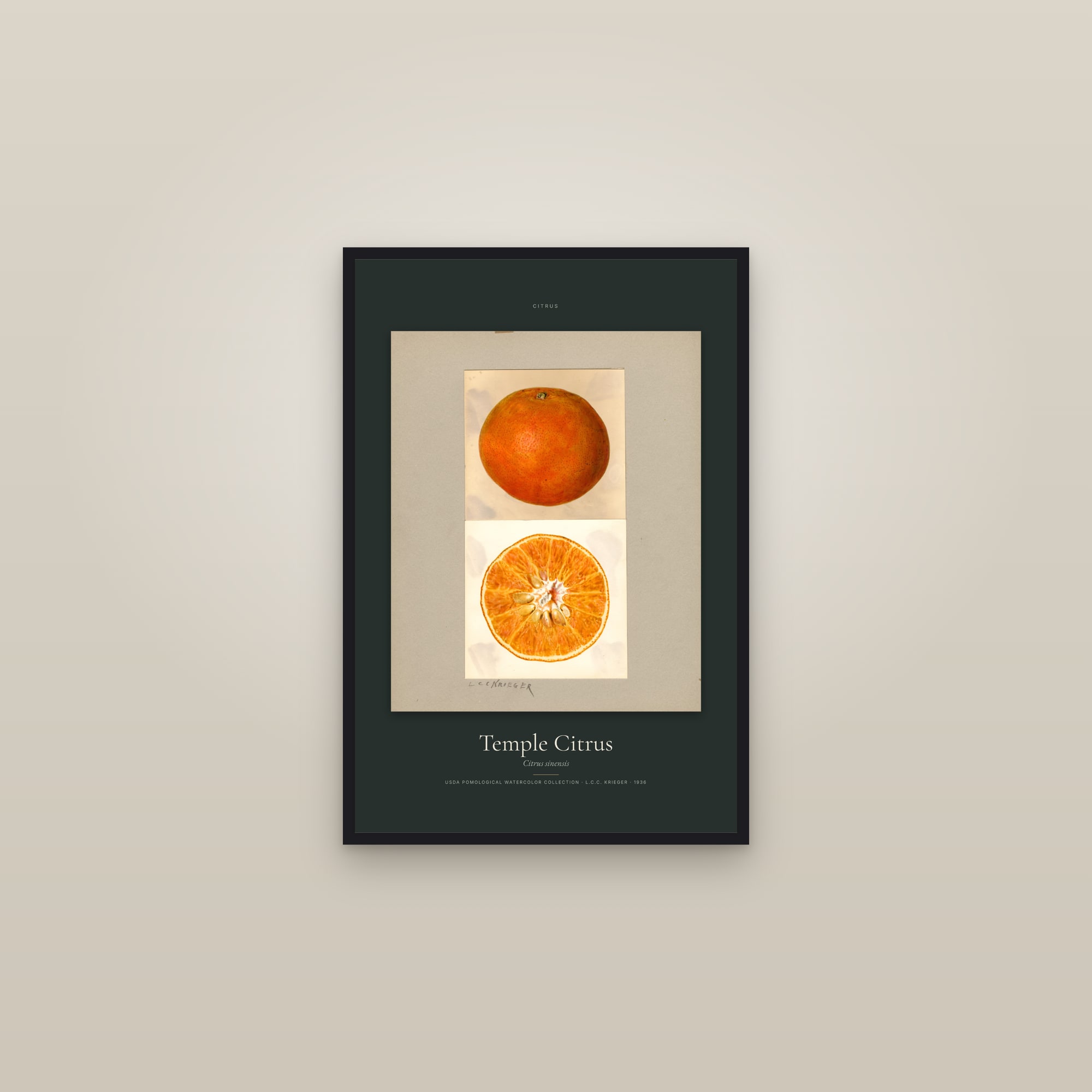 Temple Citrus — Specimen — framed in a gallery setting