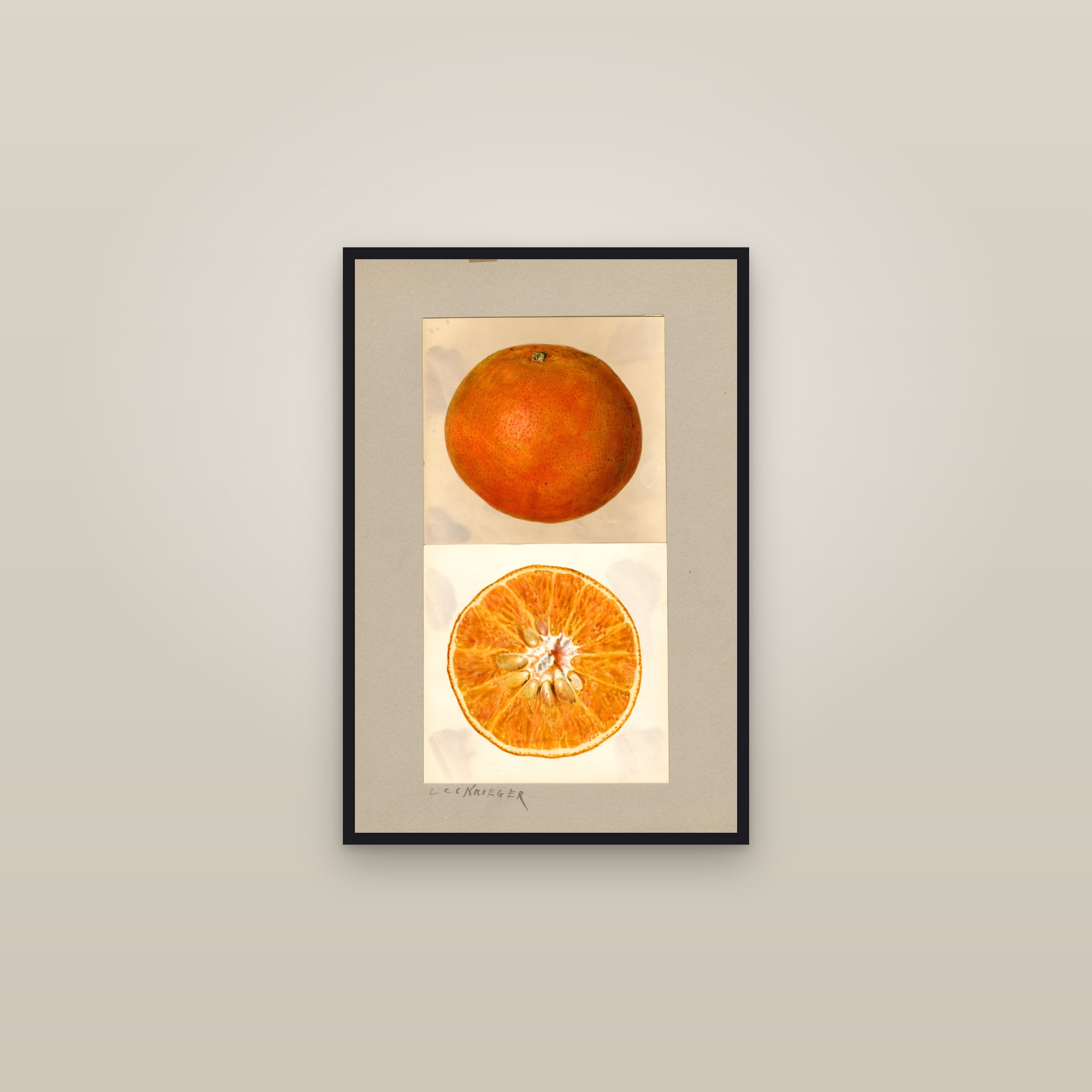 Temple Citrus — framed in a gallery setting