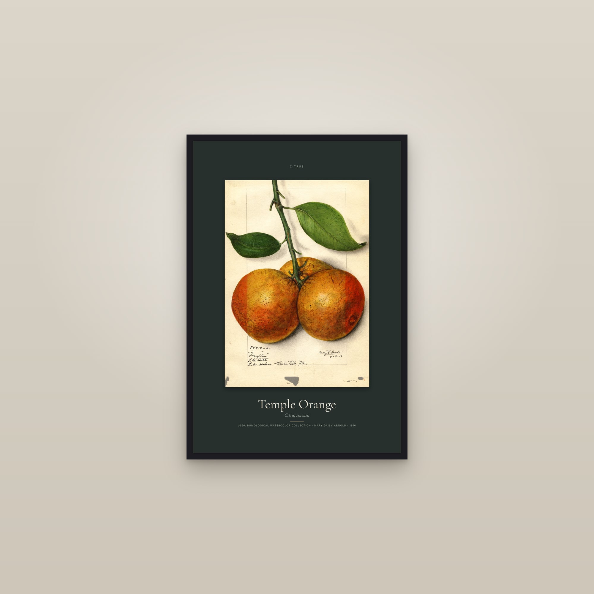 Temple Orange — Specimen — framed in a gallery setting