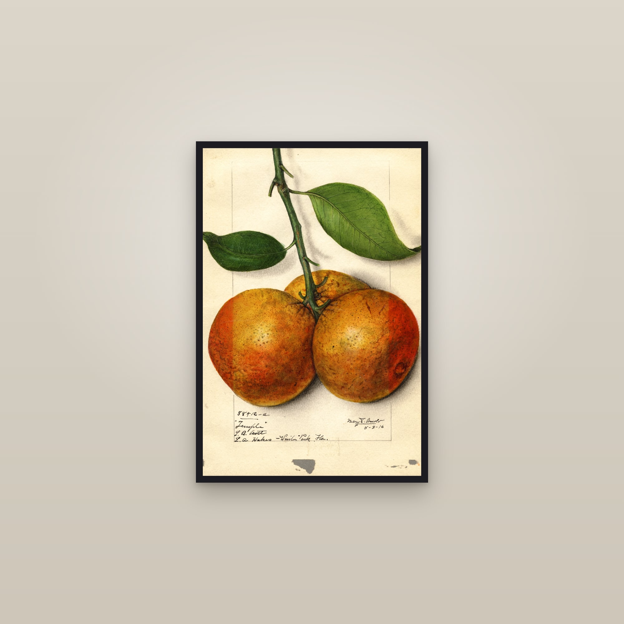 Temple Orange — framed in a gallery setting