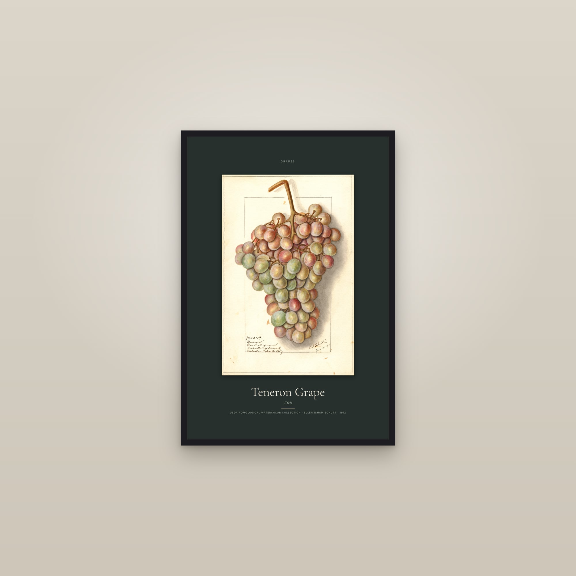 Teneron Grape — Specimen — framed in a gallery setting