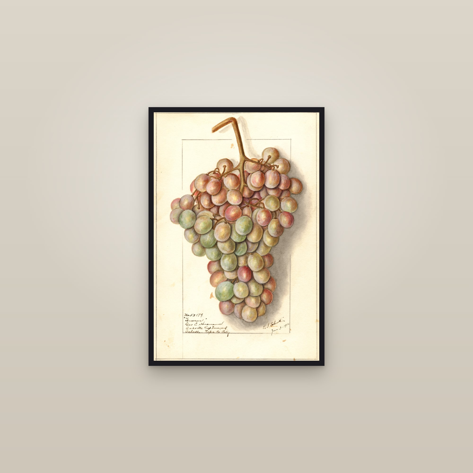 Teneron Grape — framed in a gallery setting