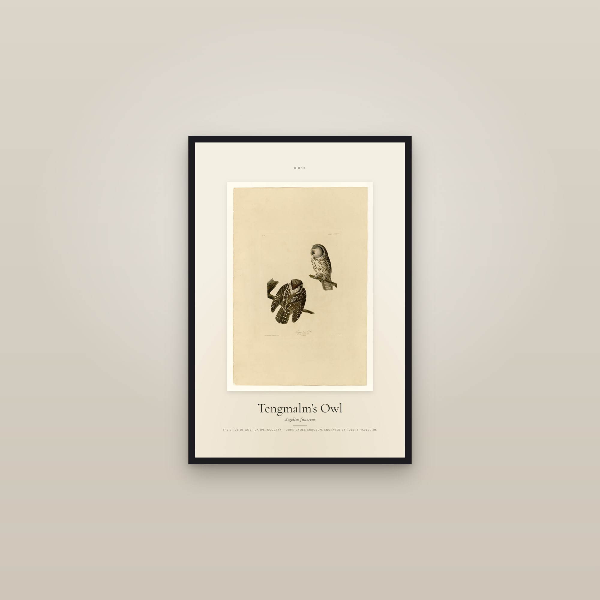 Tengmalm's Owl — Specimen — framed in a gallery setting