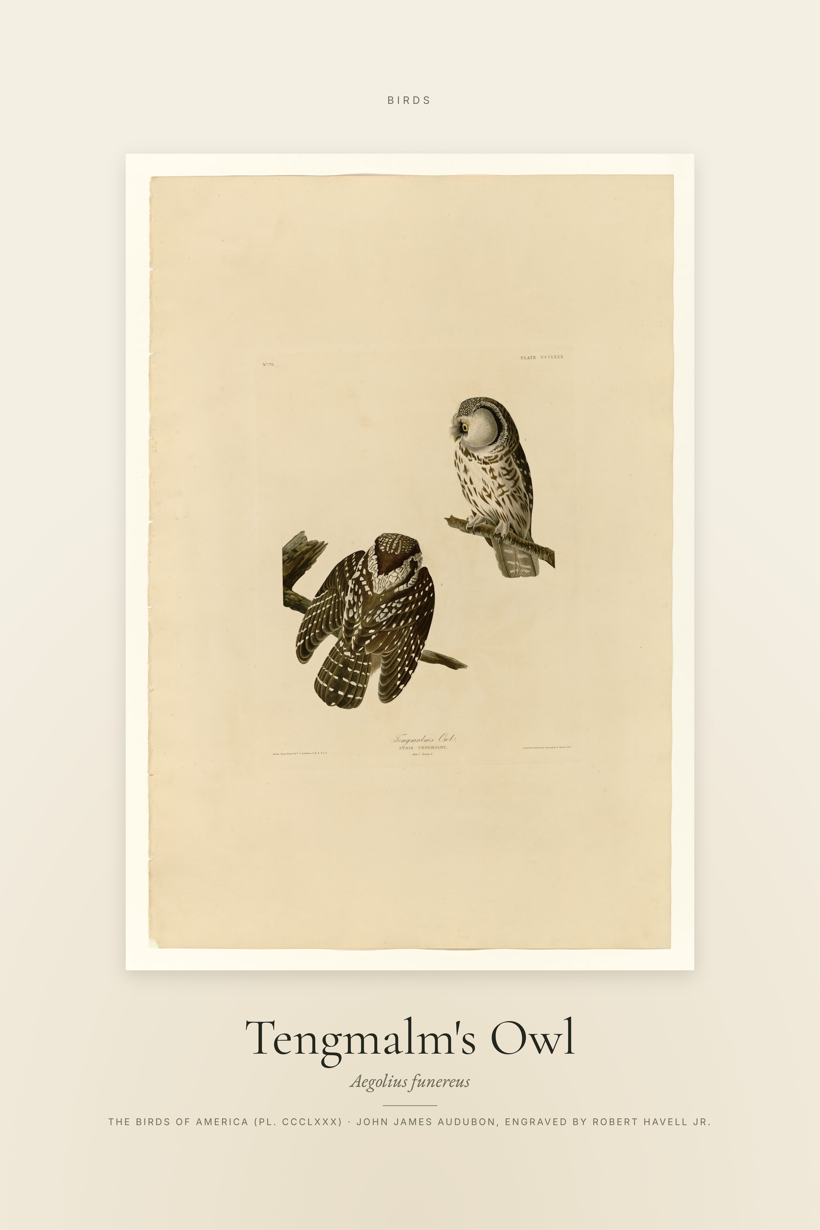 Tengmalm's Owl — Specimen