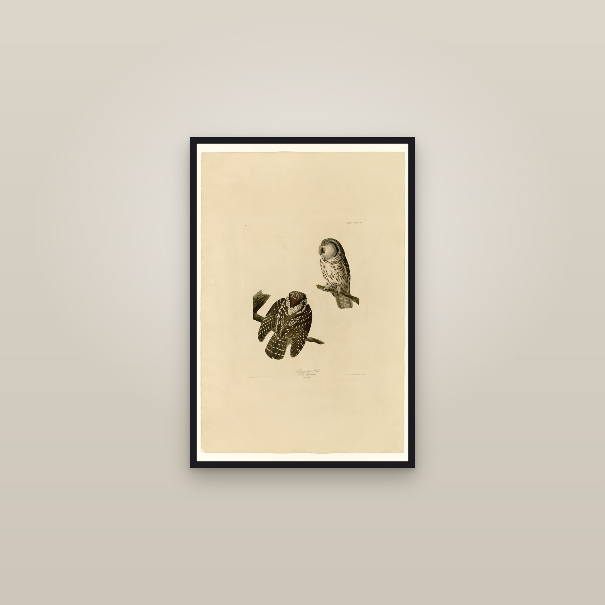 Tengmalm's Owl — framed in a gallery setting
