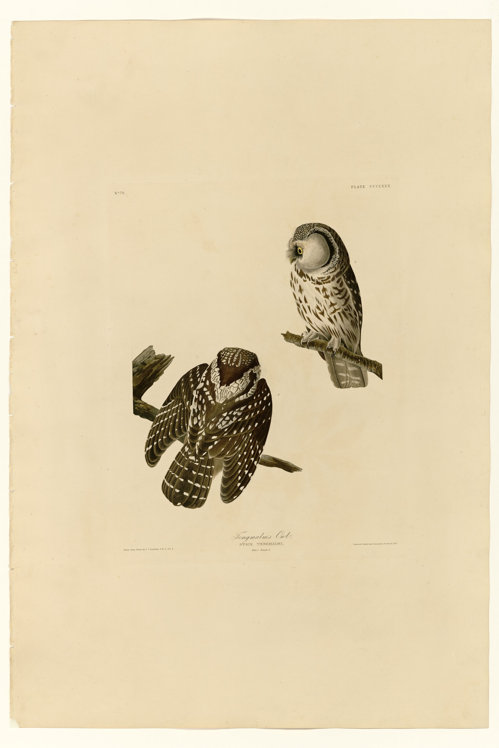 Tengmalm's Owl