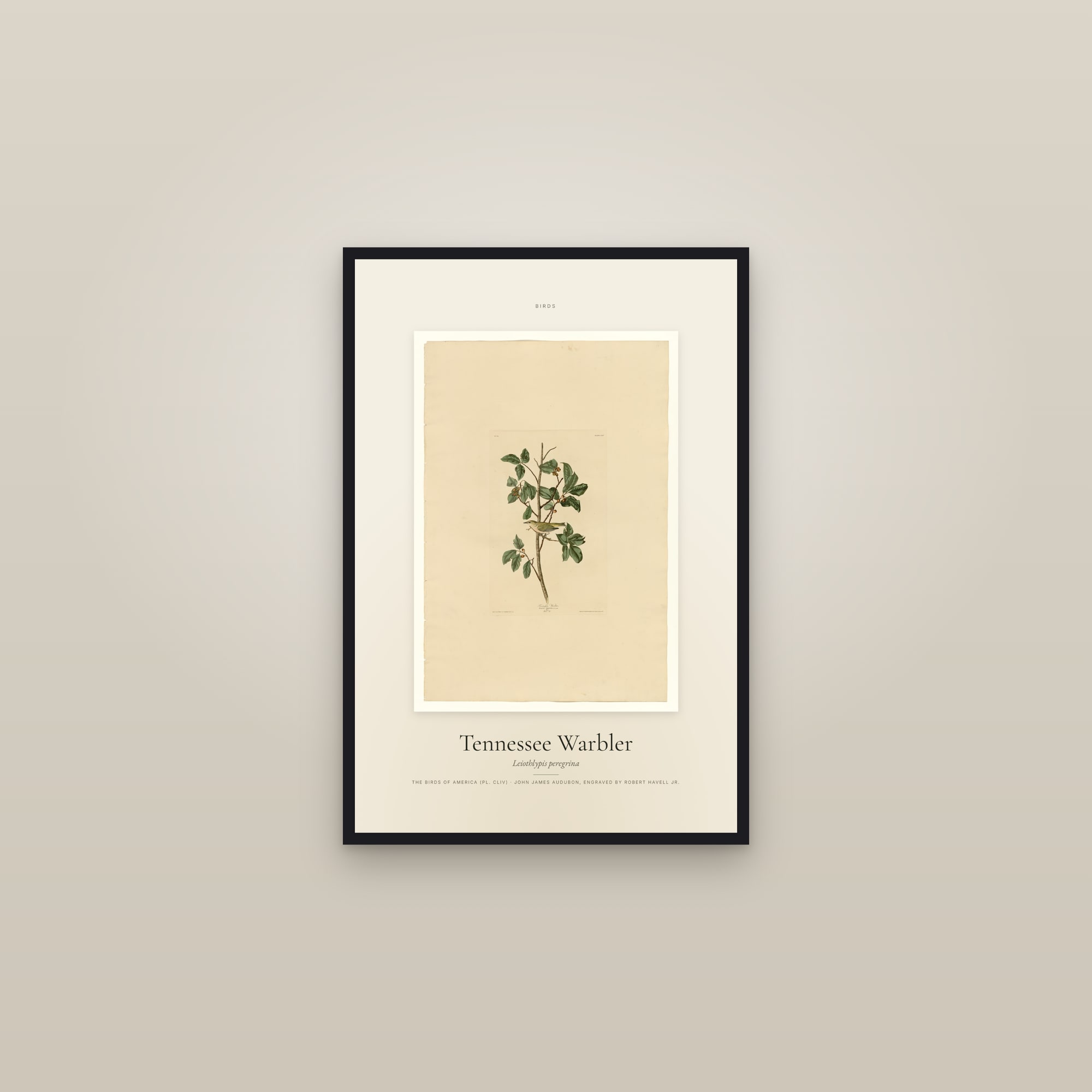 Tennessee Warbler — Specimen — framed in a gallery setting