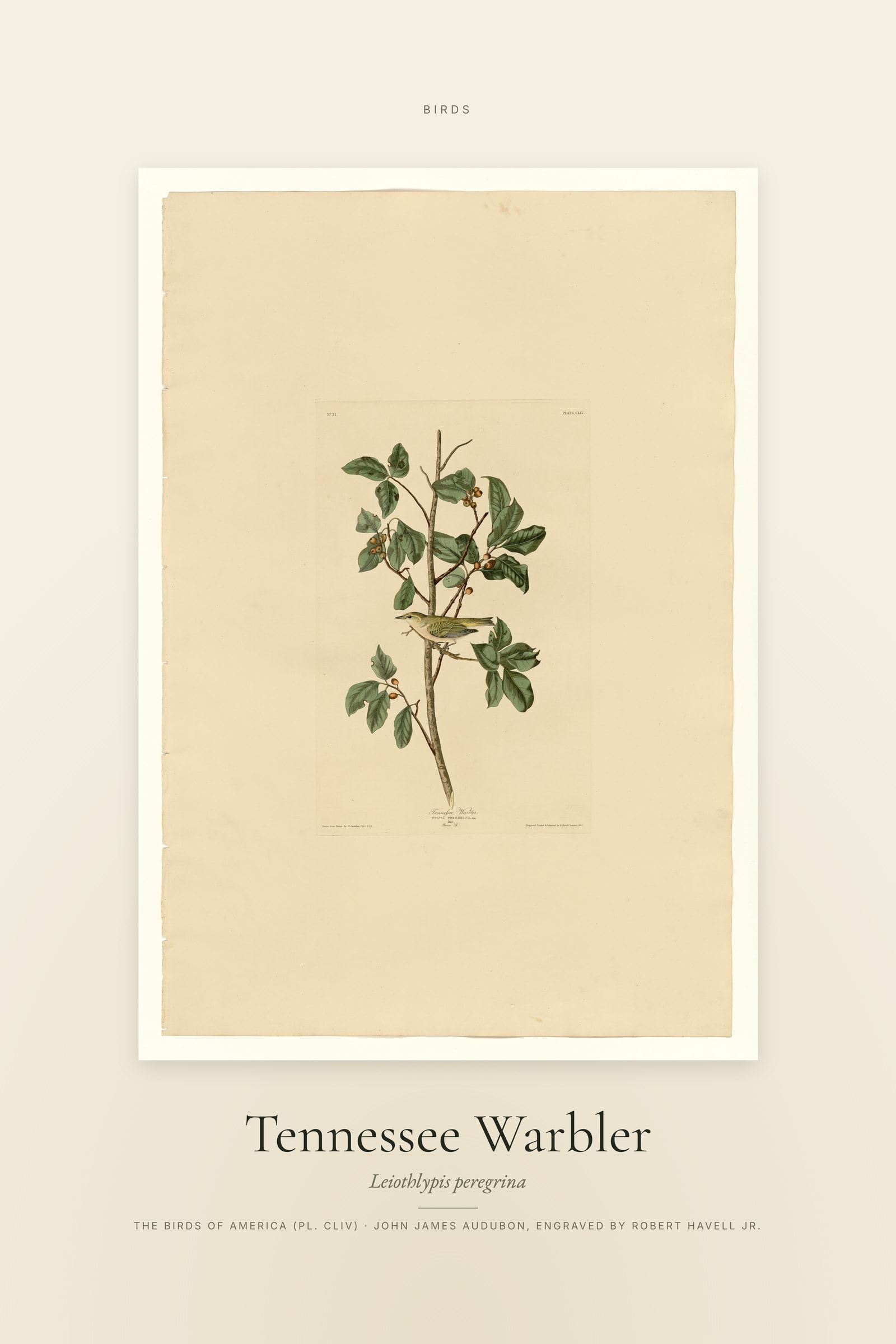 Tennessee Warbler — Specimen