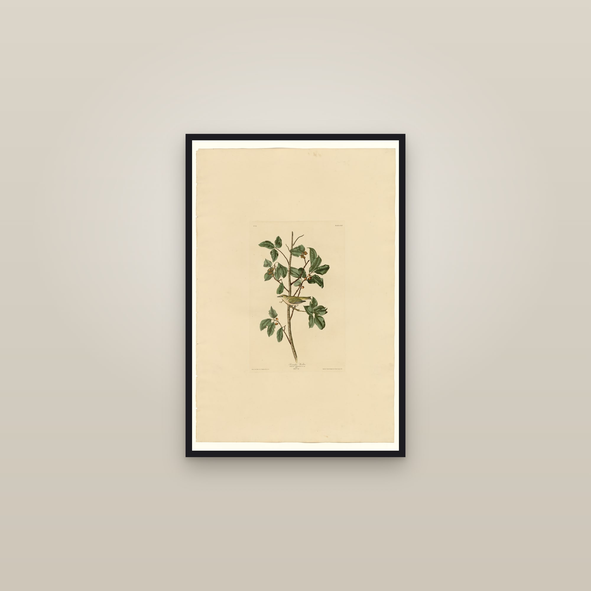 Tennessee Warbler — framed in a gallery setting