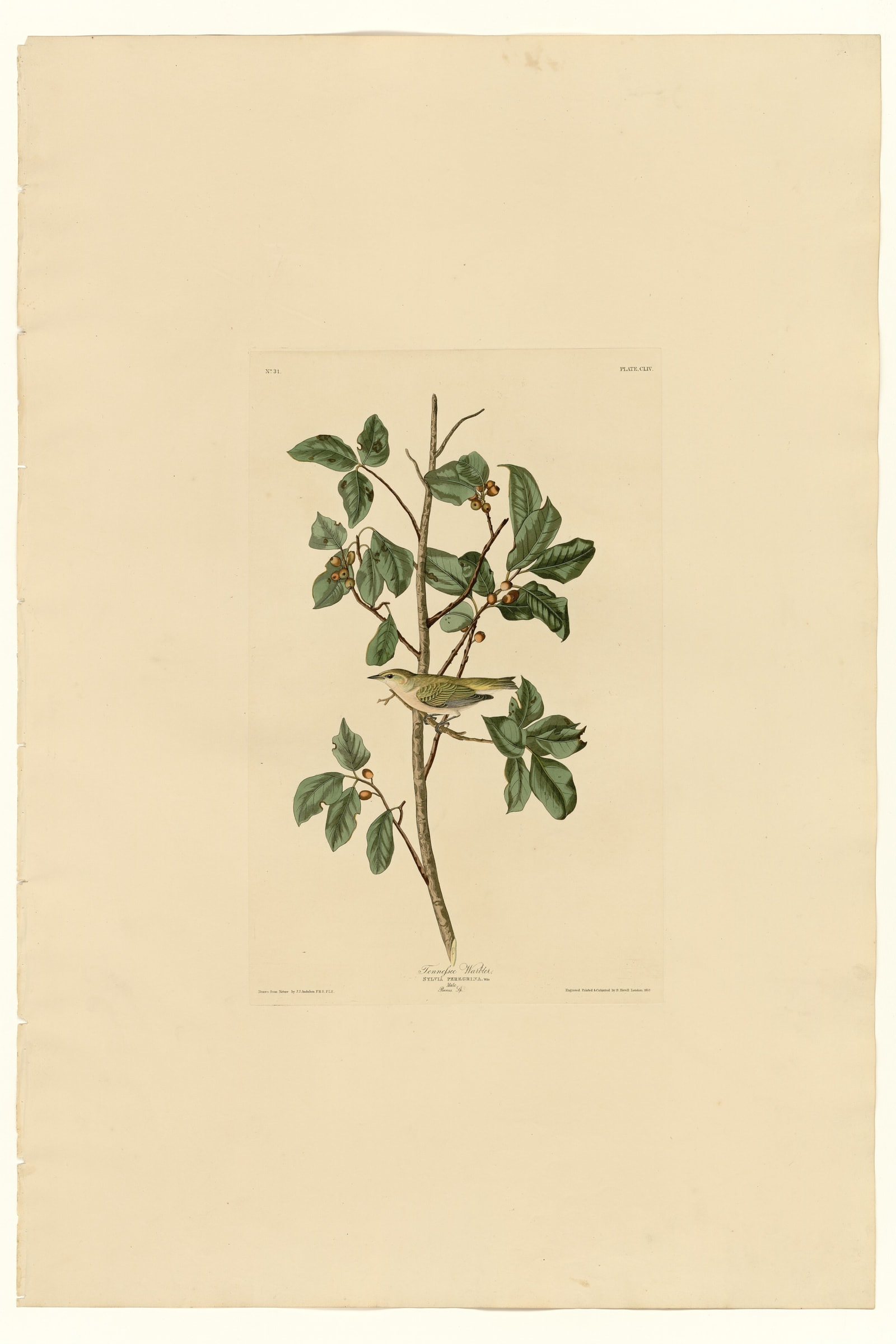 Tennessee Warbler