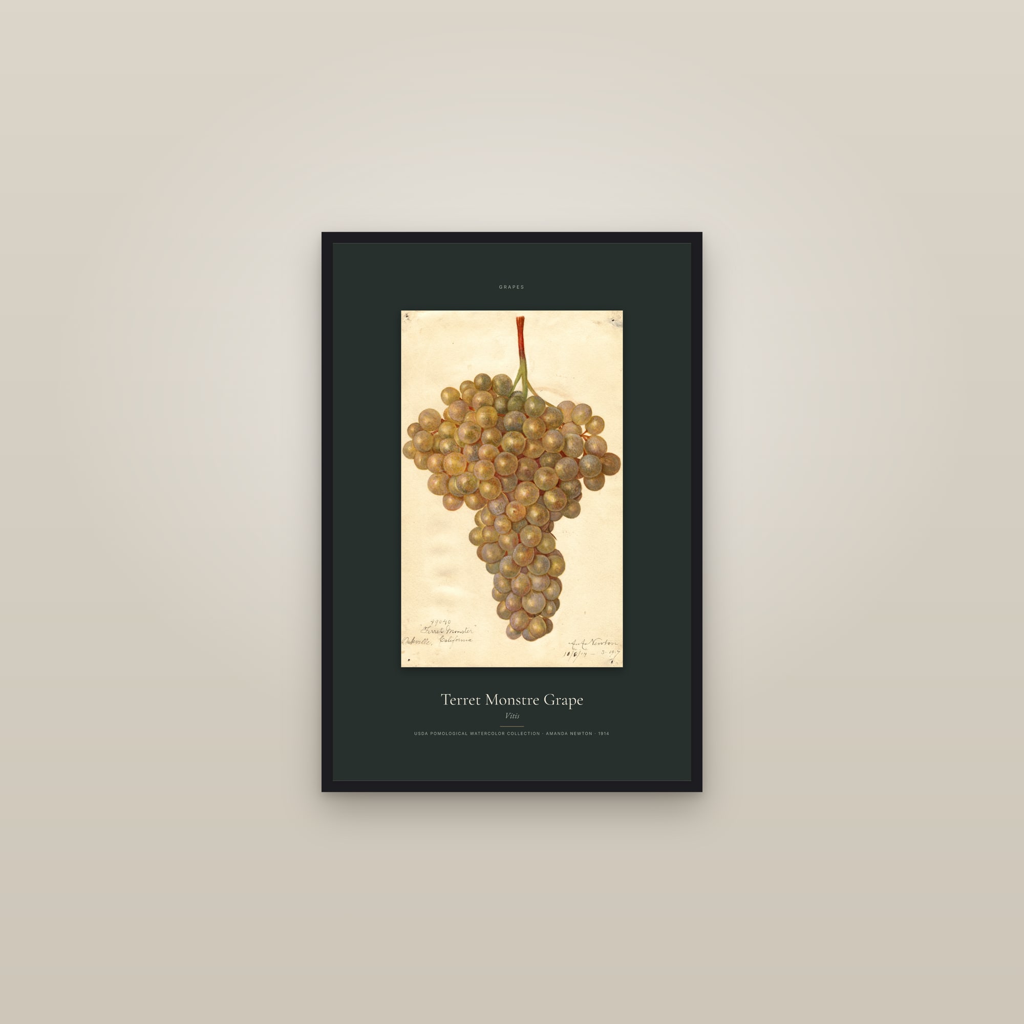 Terret Monstre Grape — Specimen — framed in a gallery setting