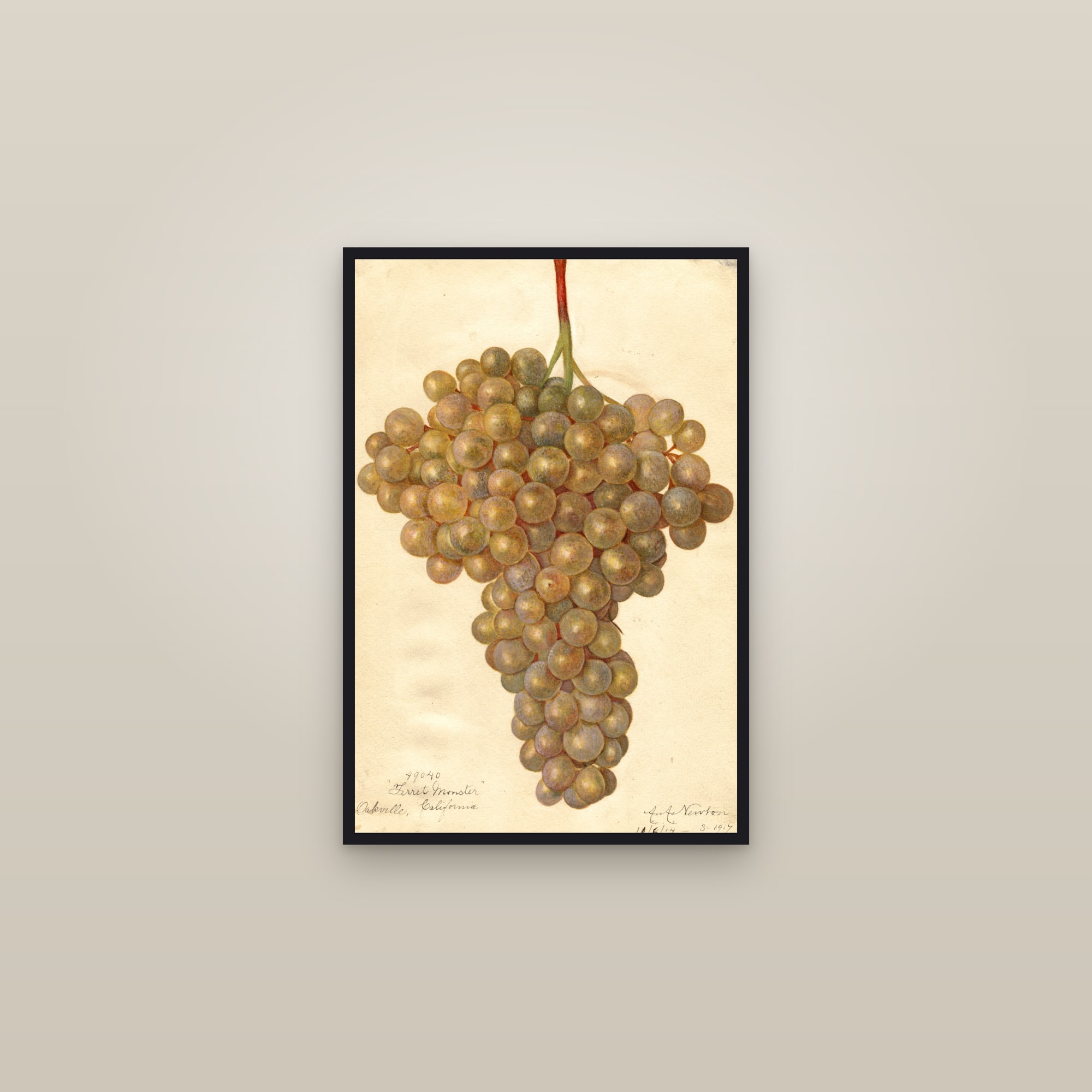 Terret Monstre Grape — framed in a gallery setting