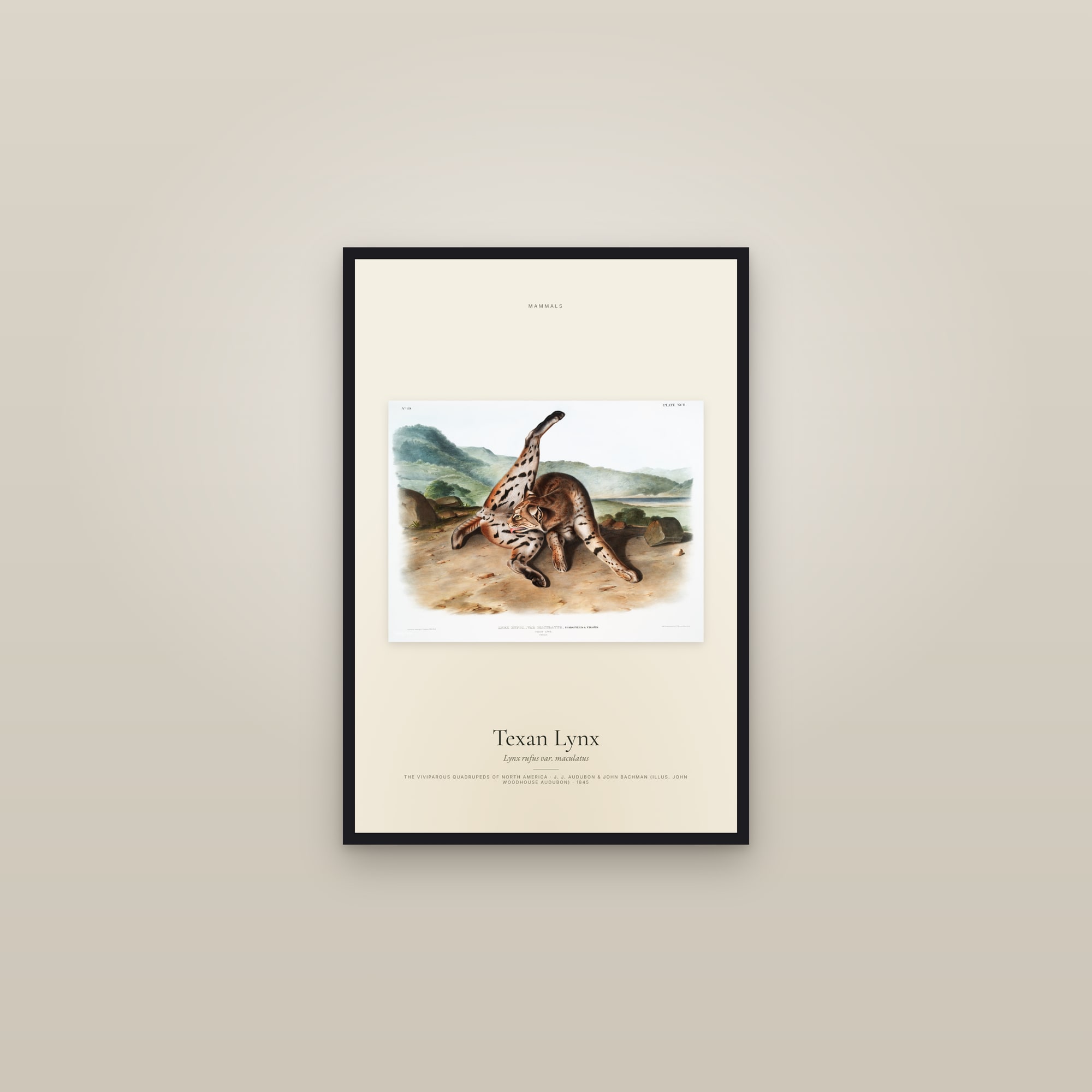 Texan Lynx — framed in a gallery setting