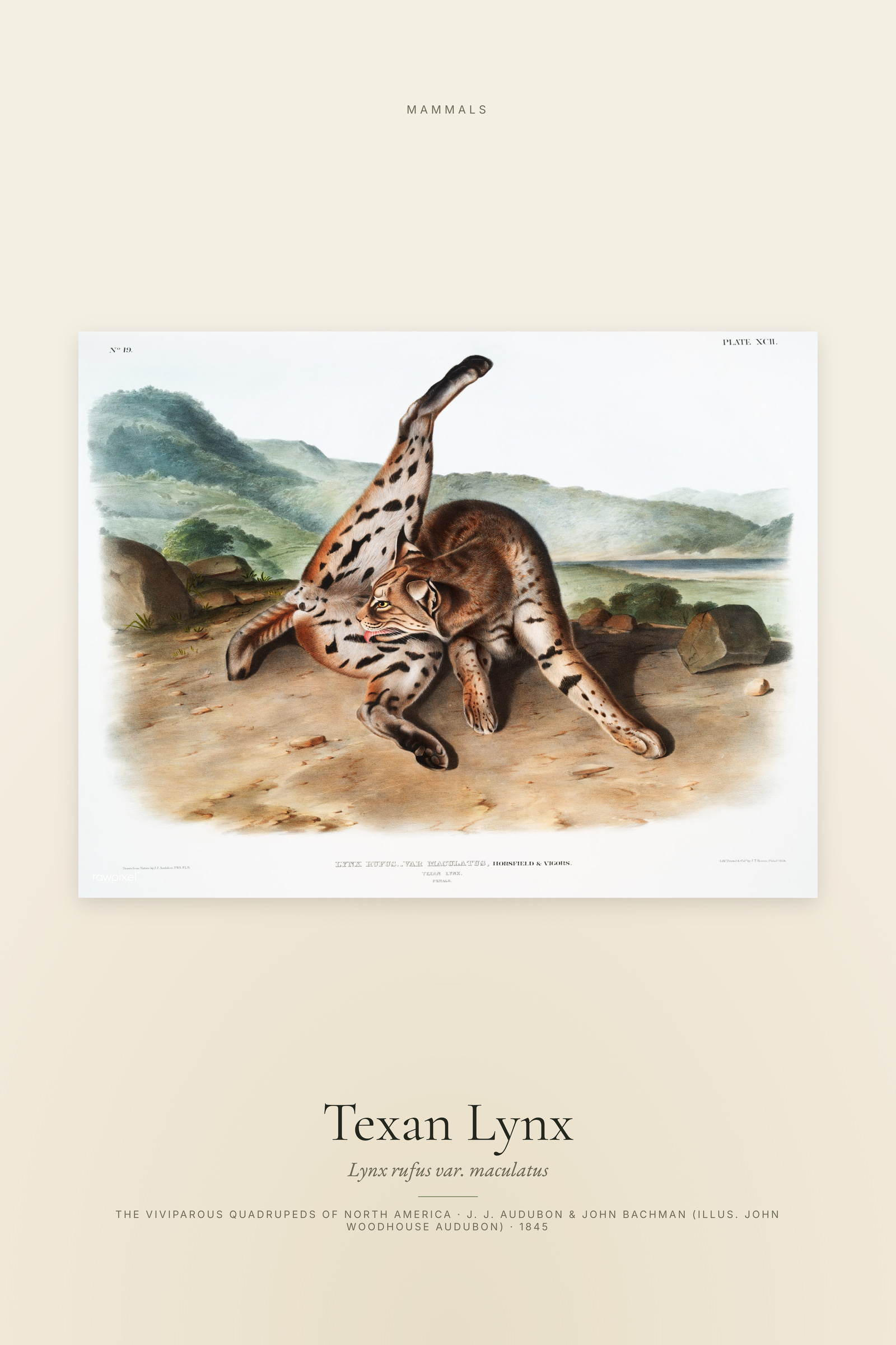 Texan Lynx