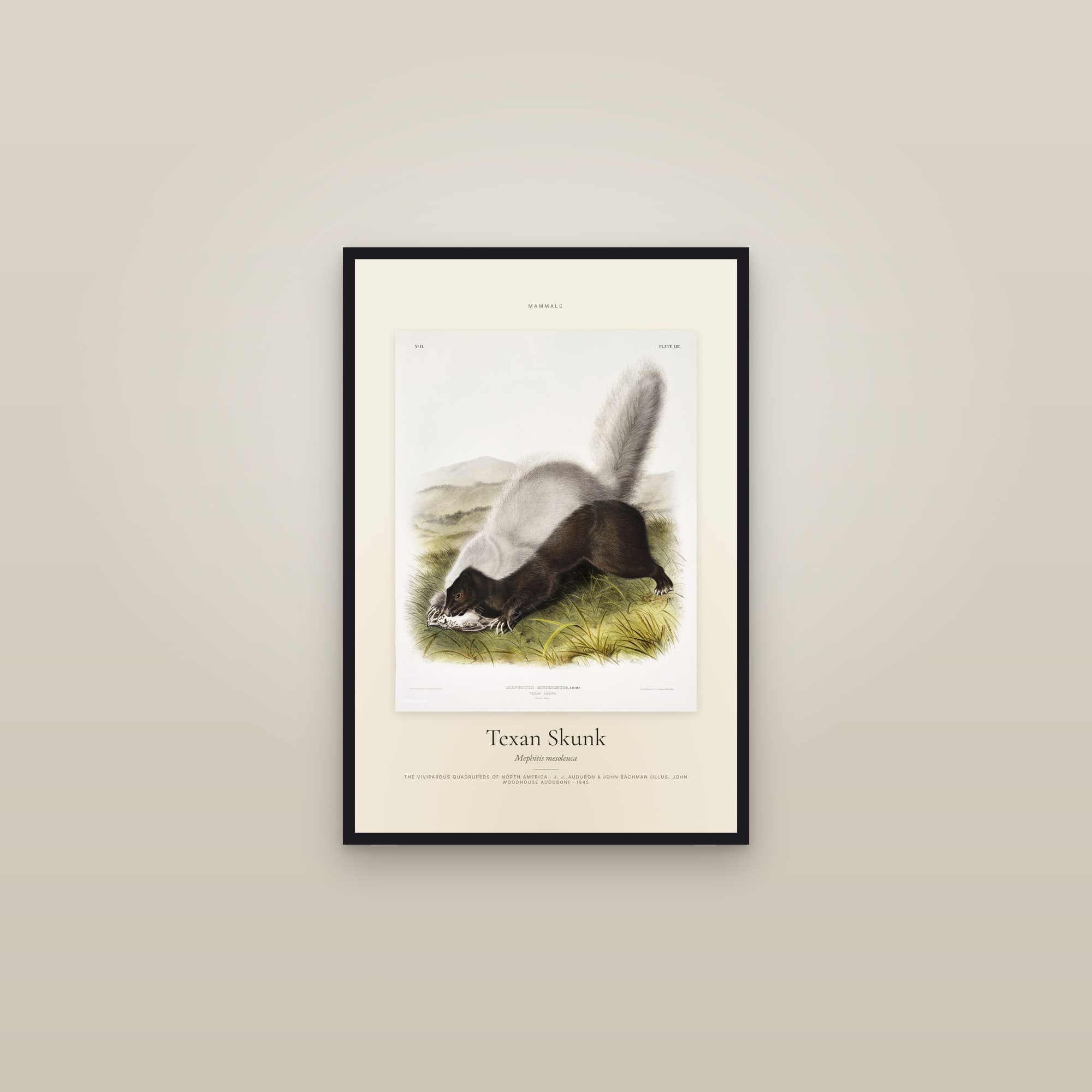 Texan Skunk — Specimen — framed in a gallery setting