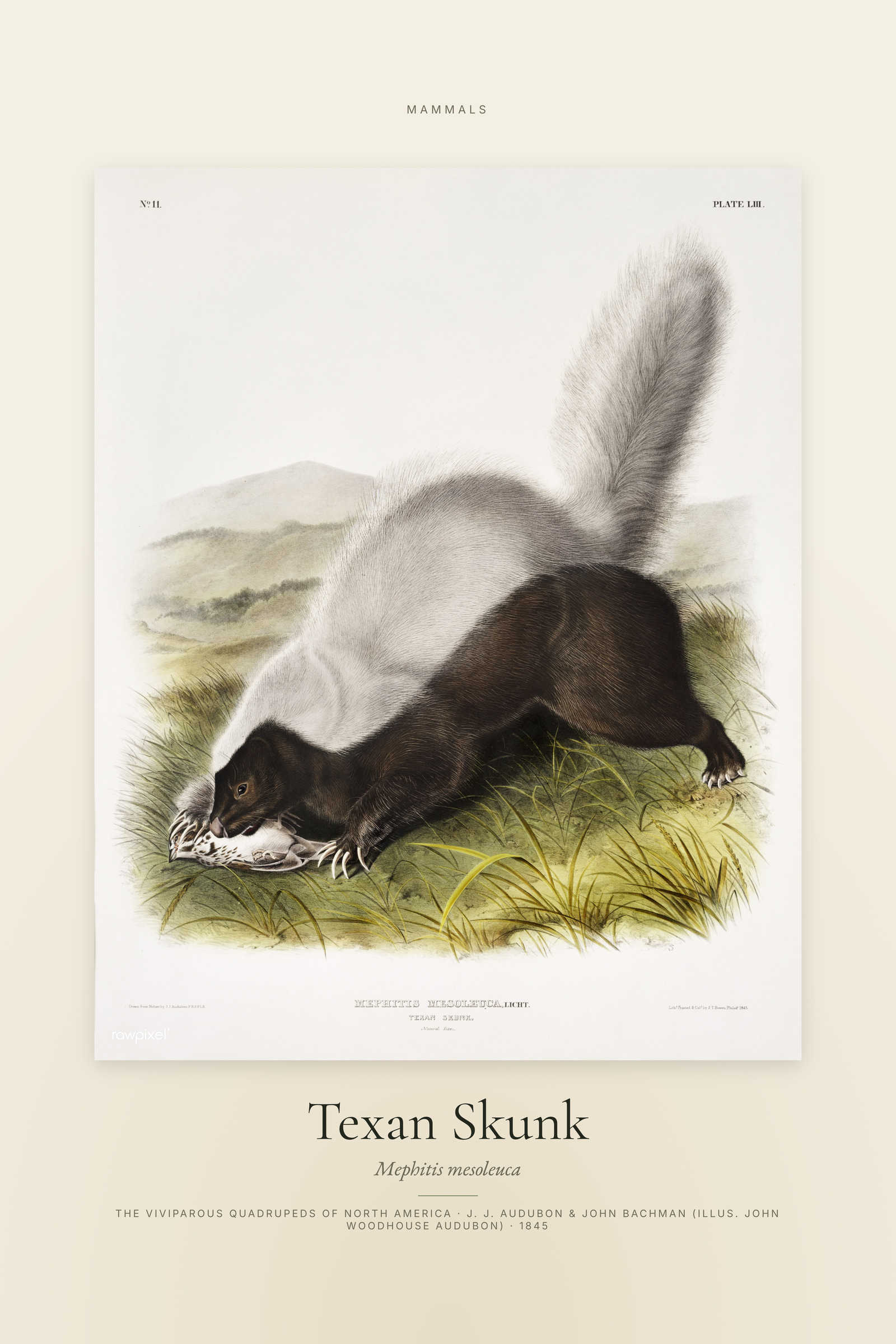 Texan Skunk — Specimen