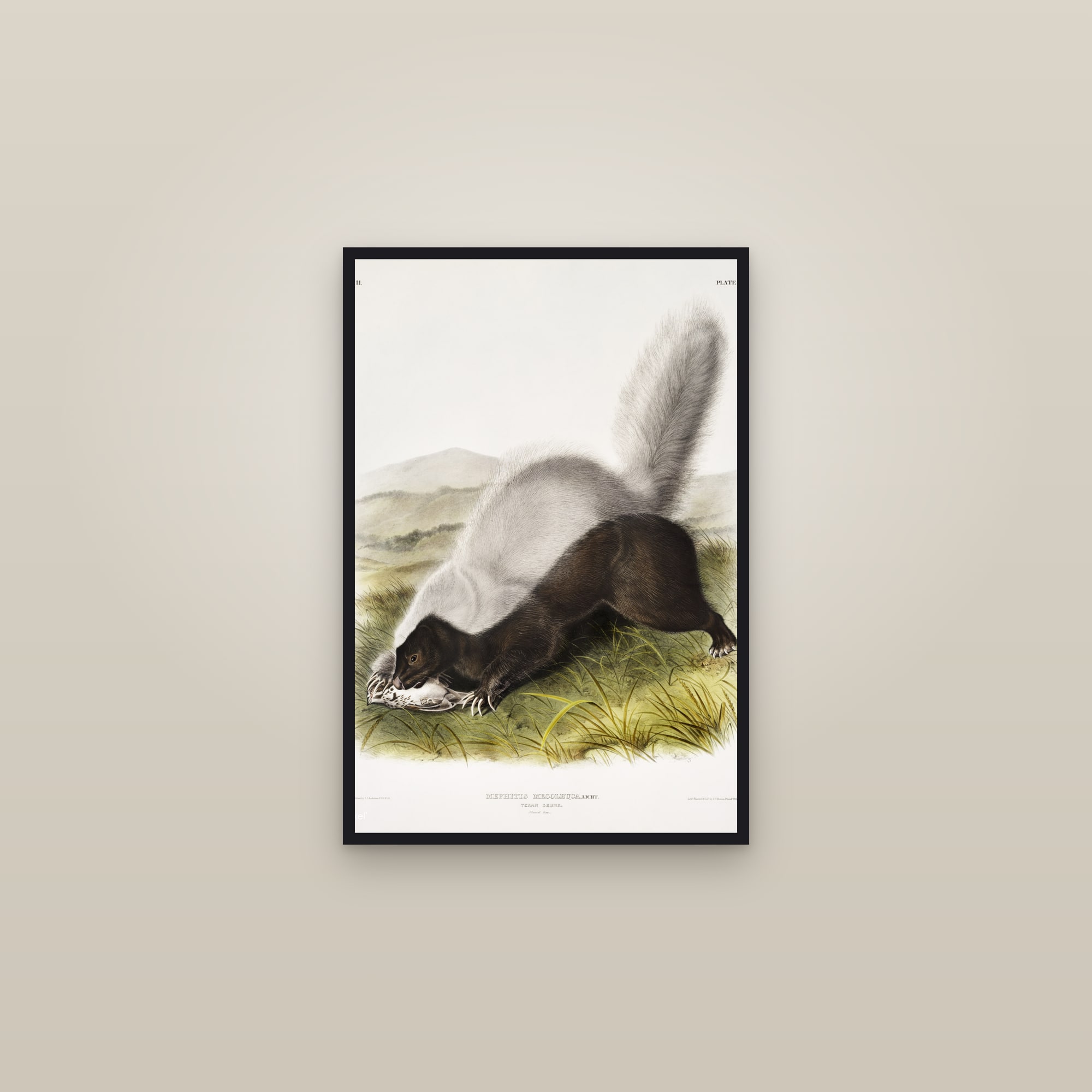 Texan Skunk — framed in a gallery setting