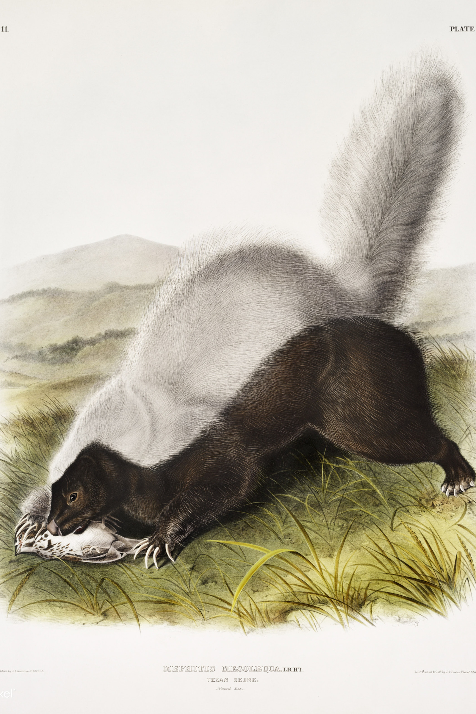 Texan Skunk