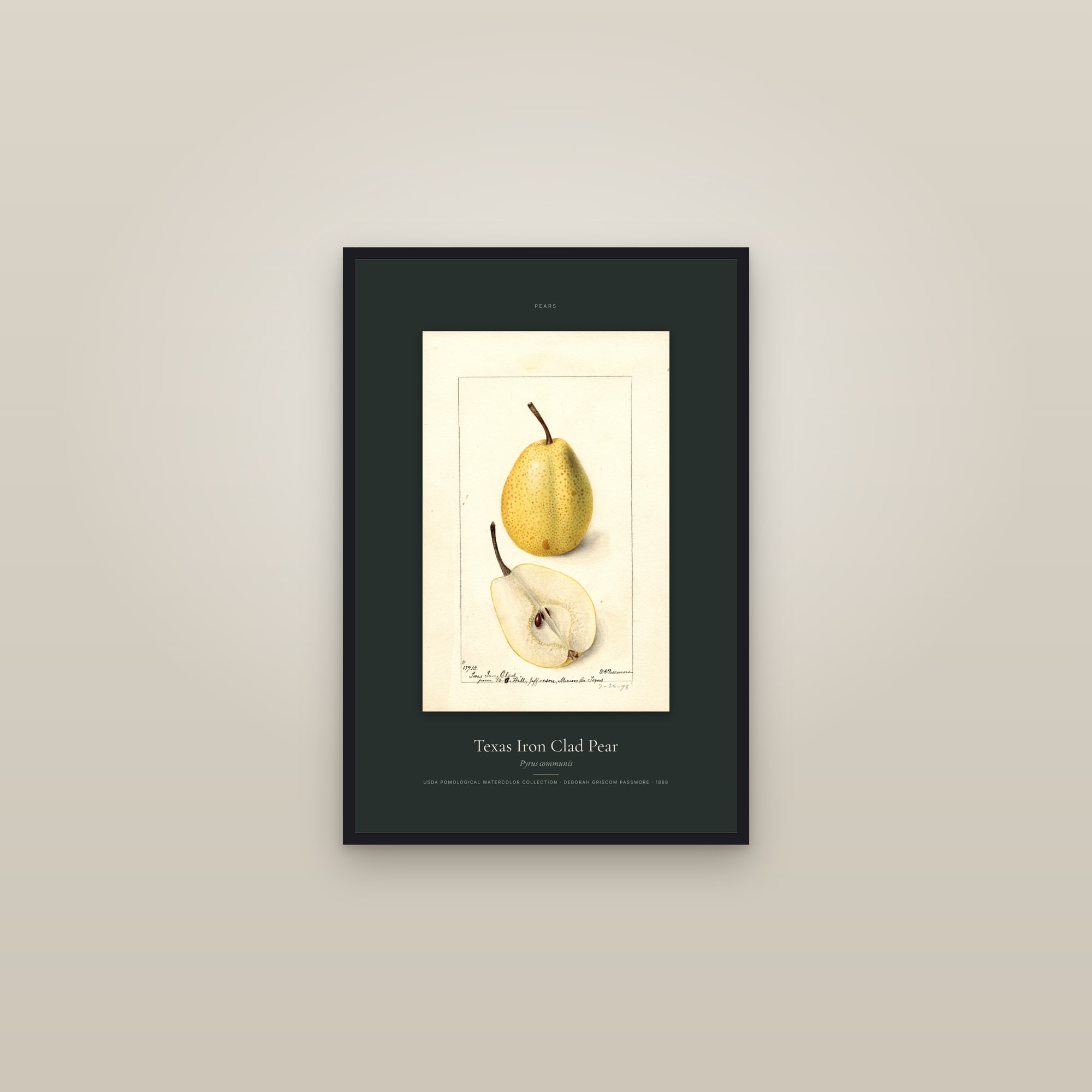 Texas Iron Clad Pear — Specimen — framed in a gallery setting