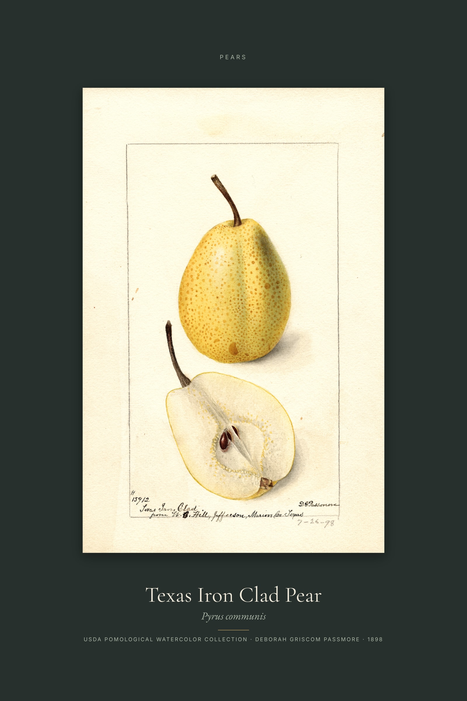 Texas Iron Clad Pear — Specimen