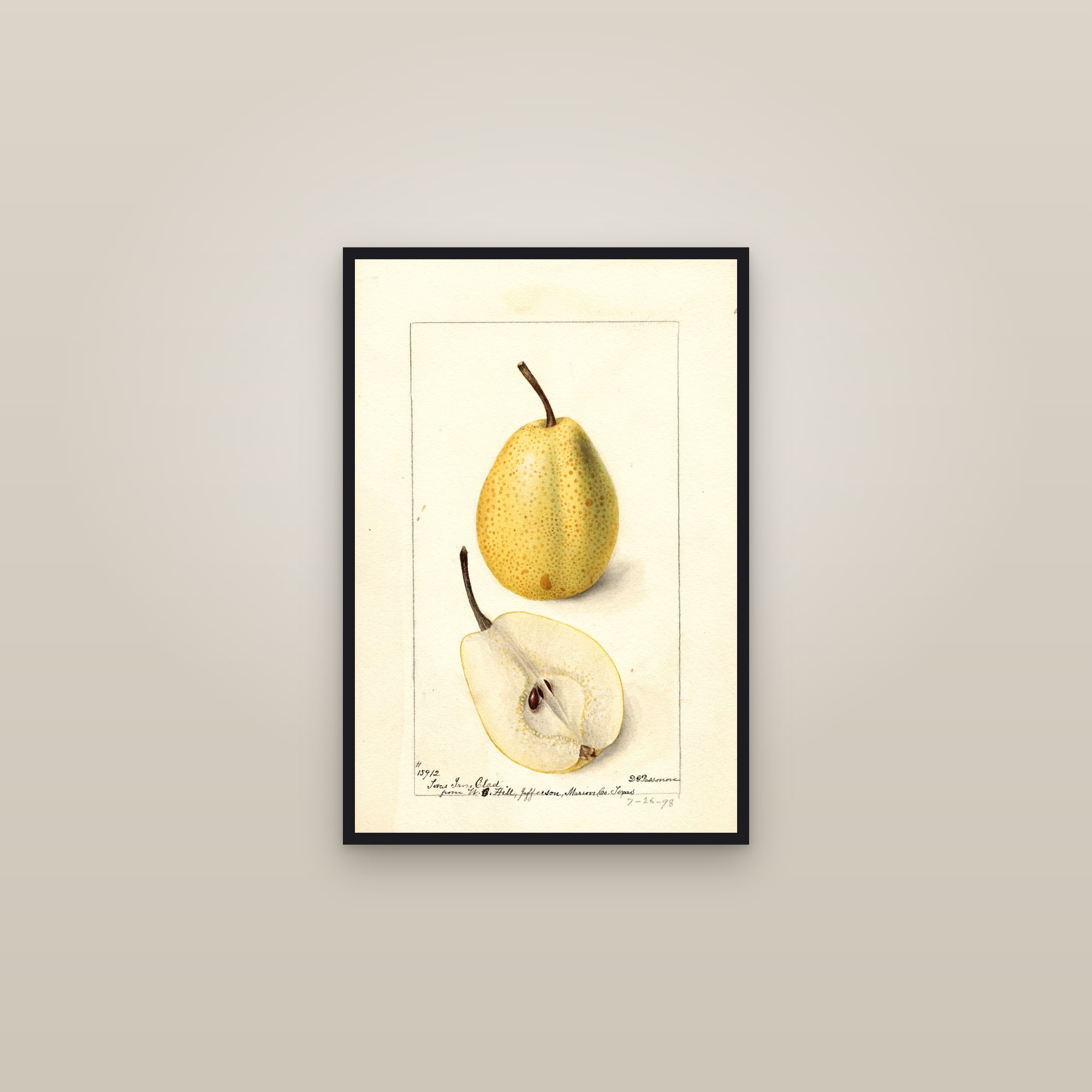 Texas Iron Clad Pear — framed in a gallery setting