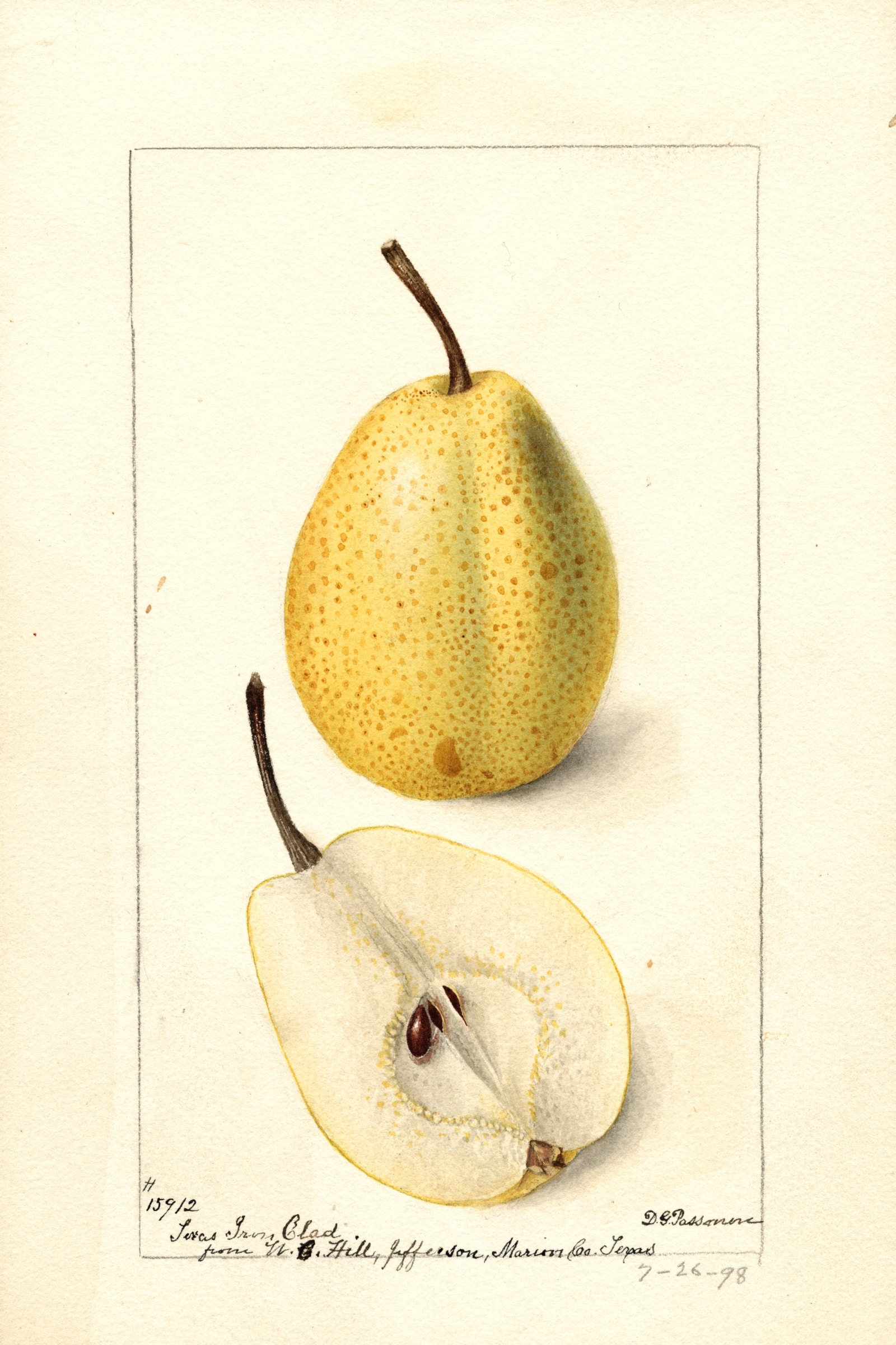 Texas Iron Clad Pear