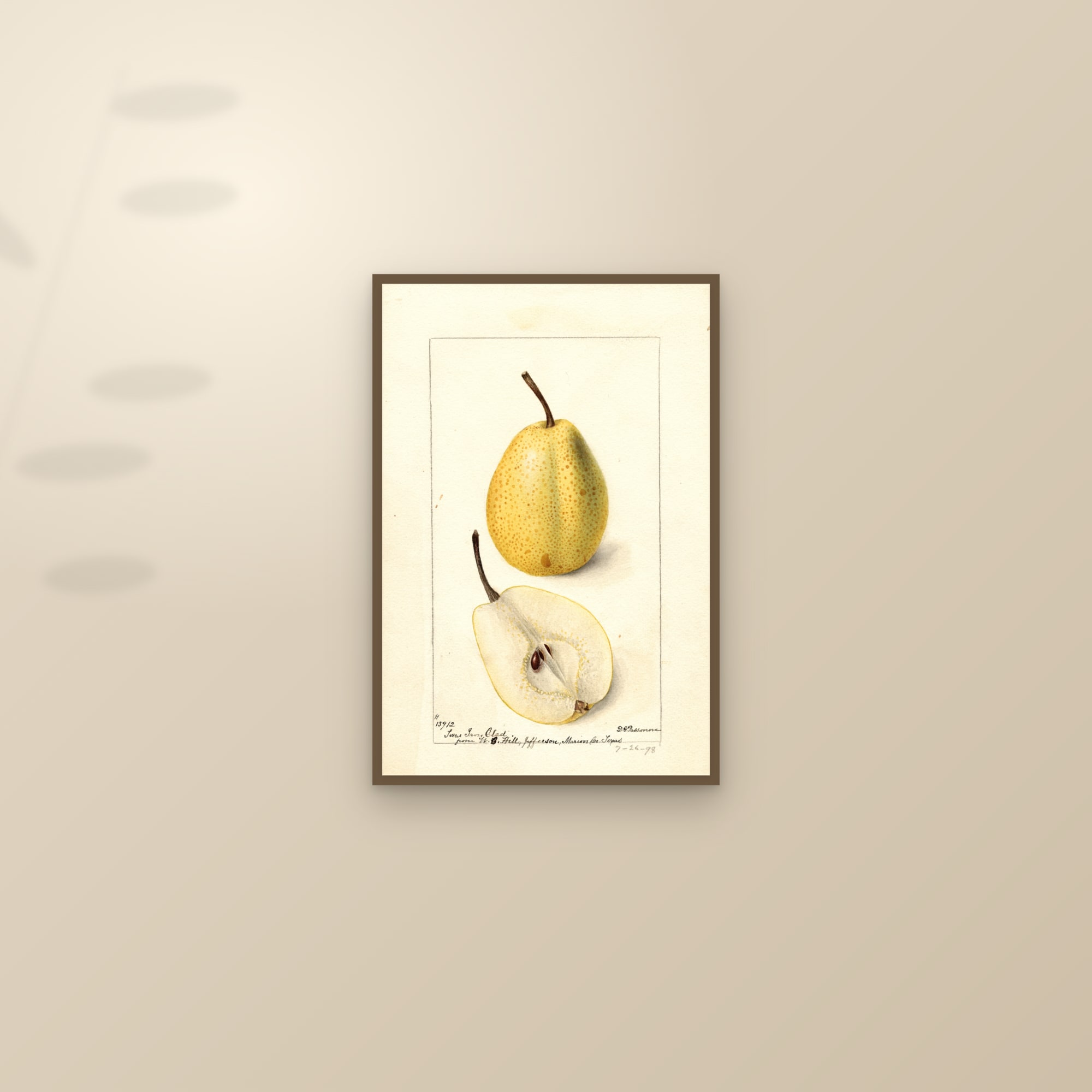 Texas Iron Clad Pear — framed and styled on a sunlit wall