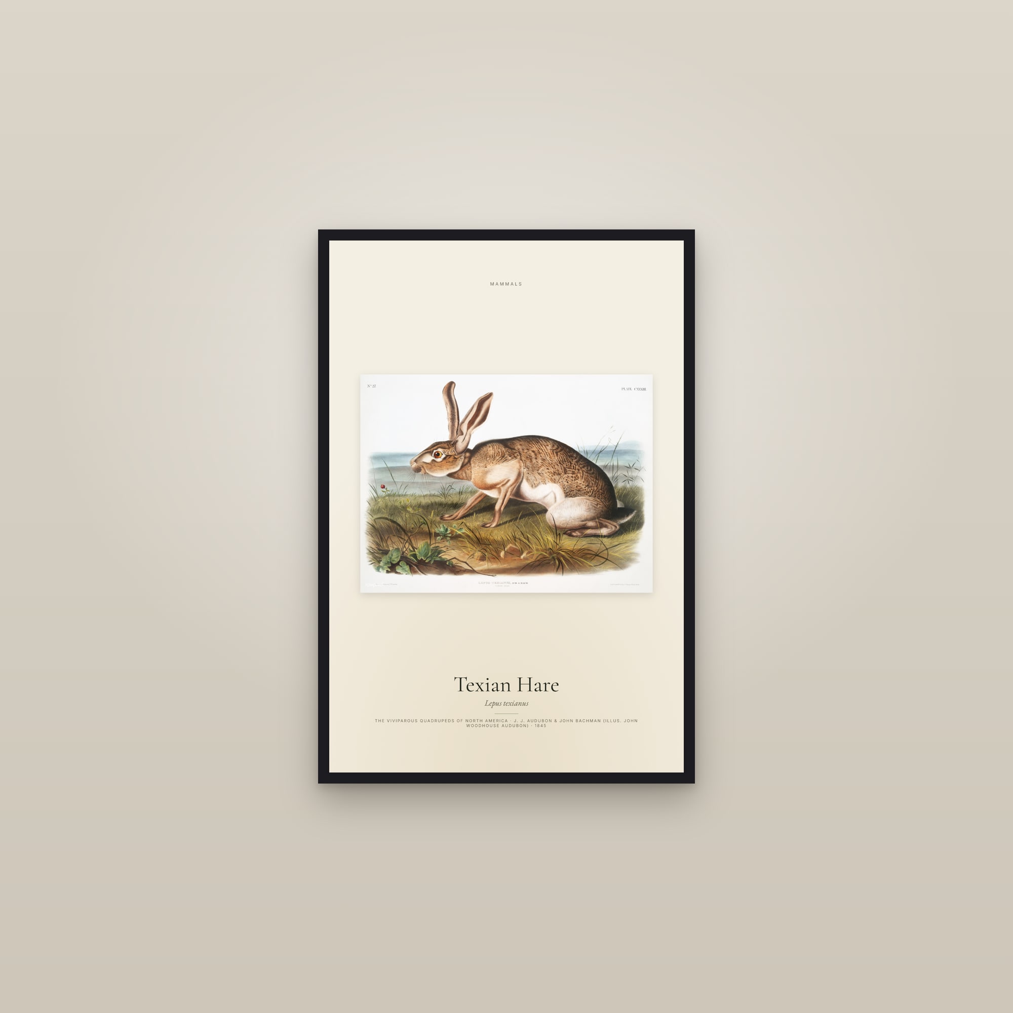 Texian Hare — framed in a gallery setting