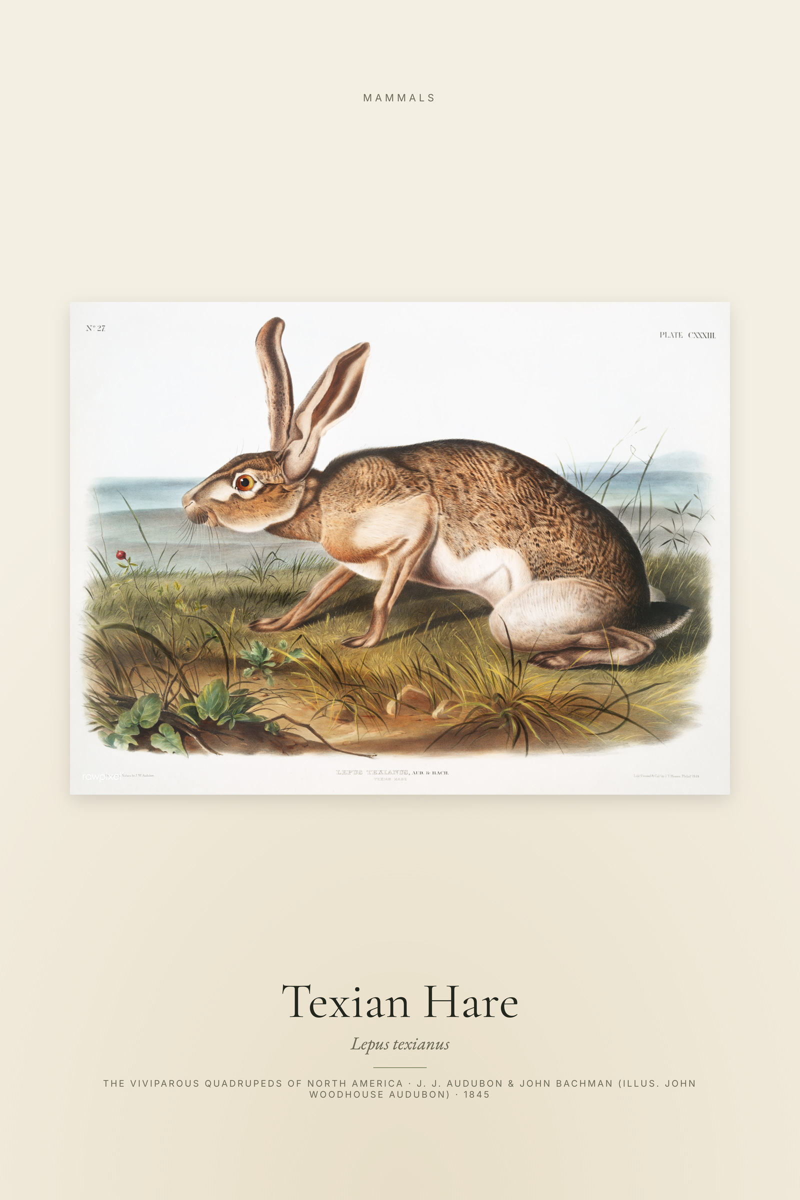 Texian Hare