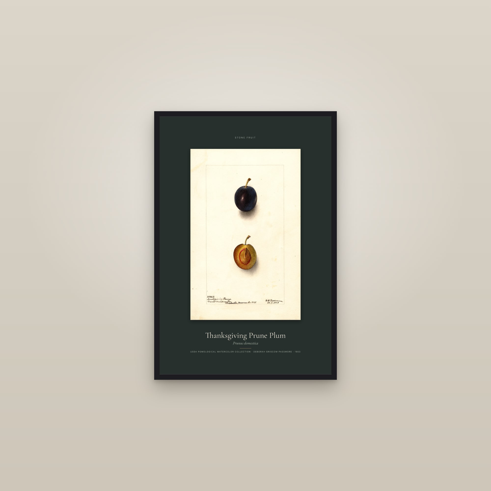 Thanksgiving Prune Plum — Specimen — framed in a gallery setting