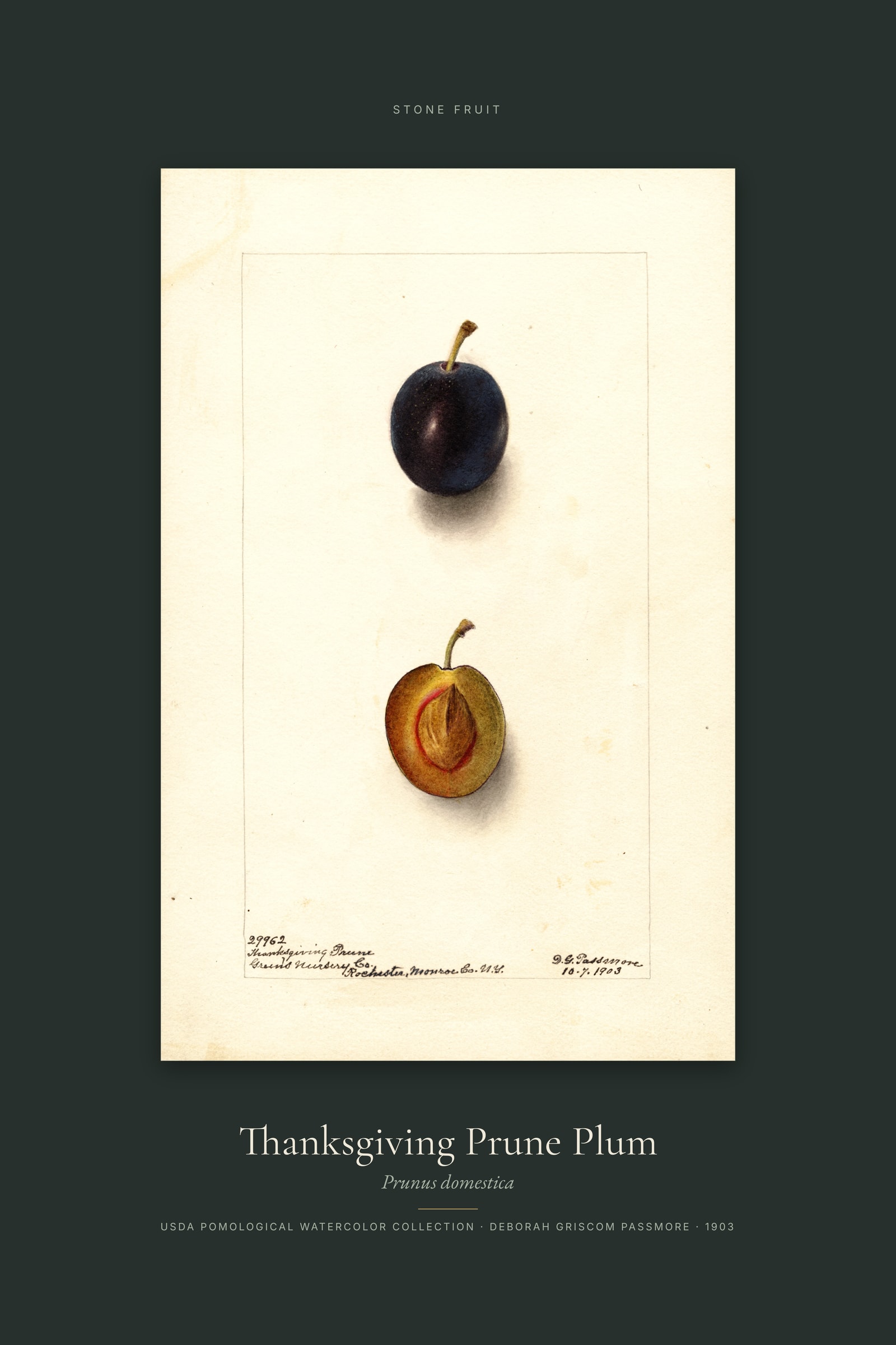 Thanksgiving Prune Plum — Specimen