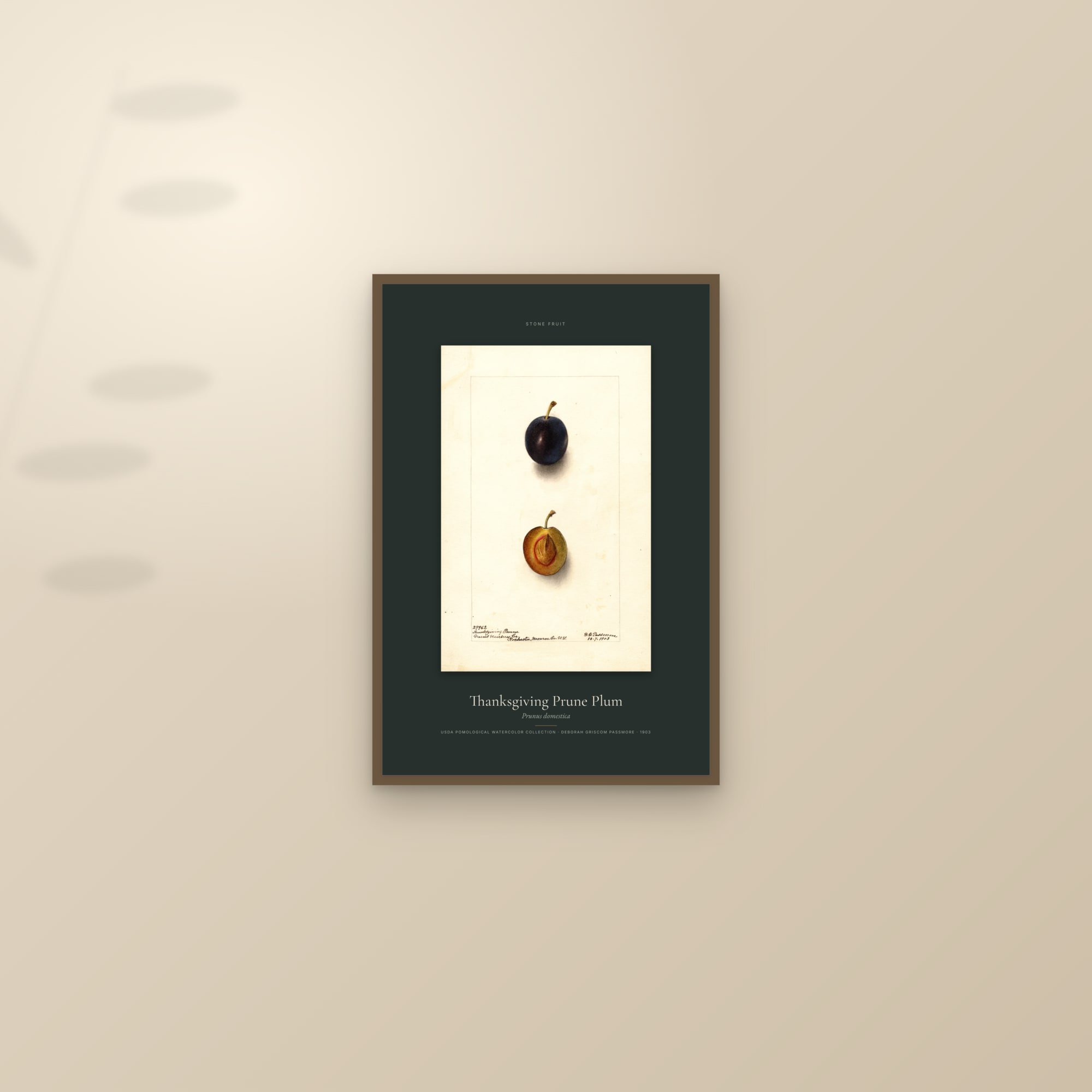 Thanksgiving Prune Plum — Specimen — framed and styled on a sunlit wall