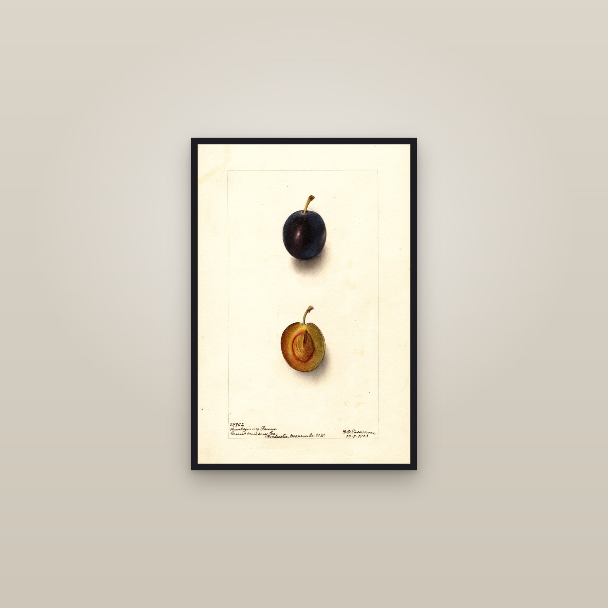 Thanksgiving Prune Plum — framed in a gallery setting
