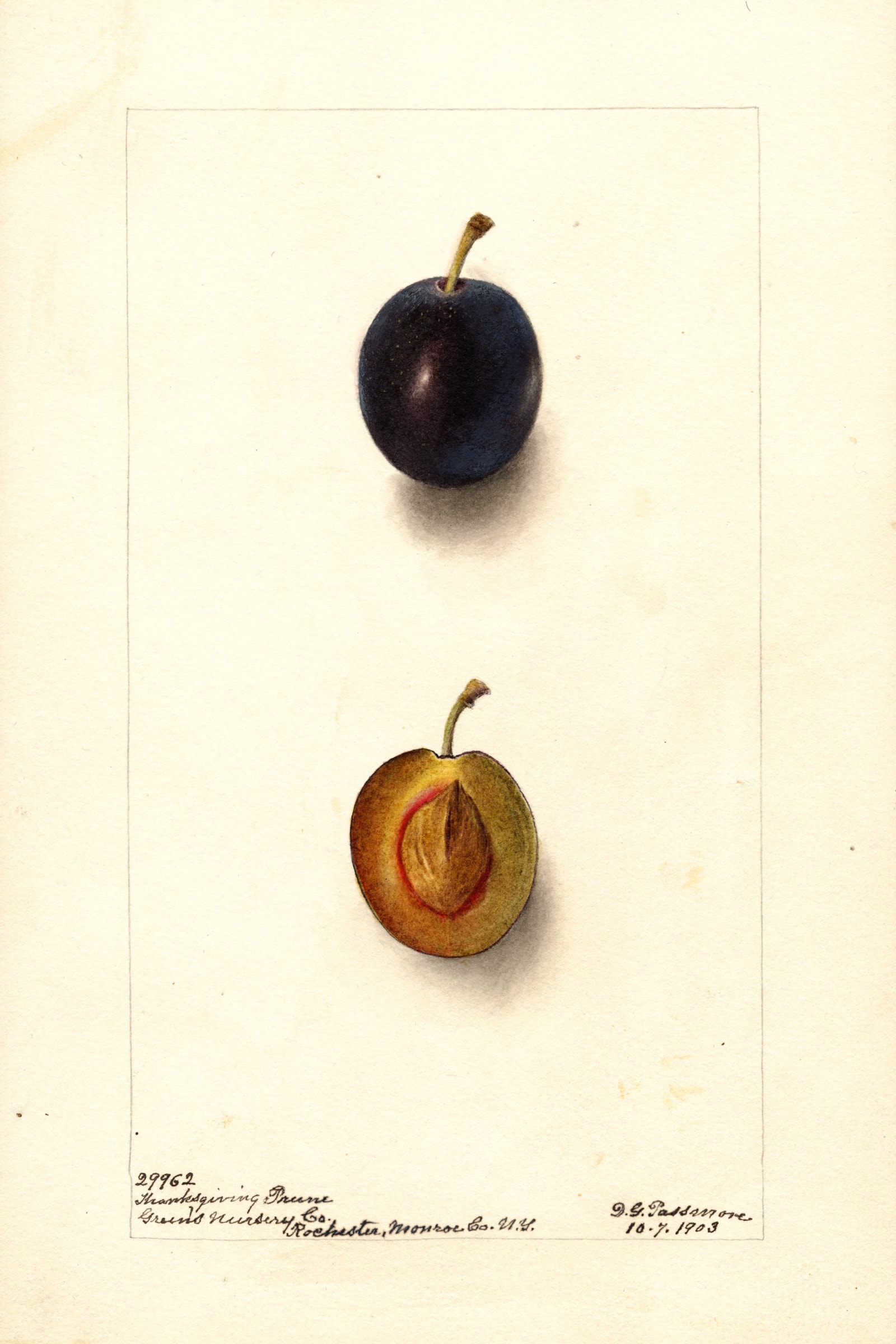 Thanksgiving Prune Plum