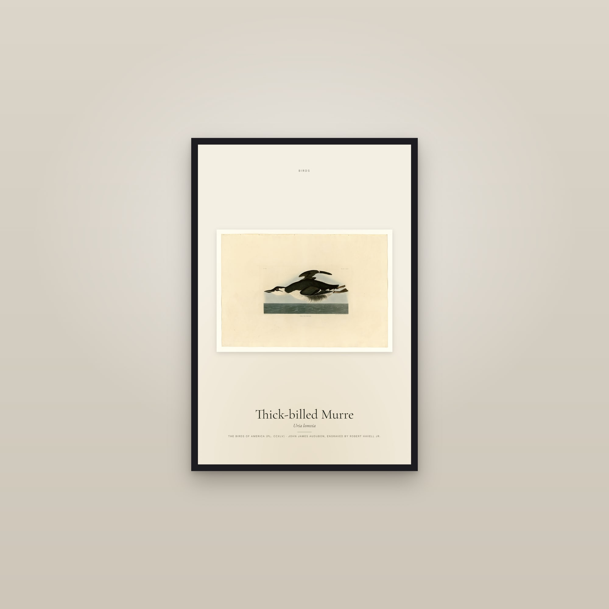 Thick-billed Murre — framed in a gallery setting