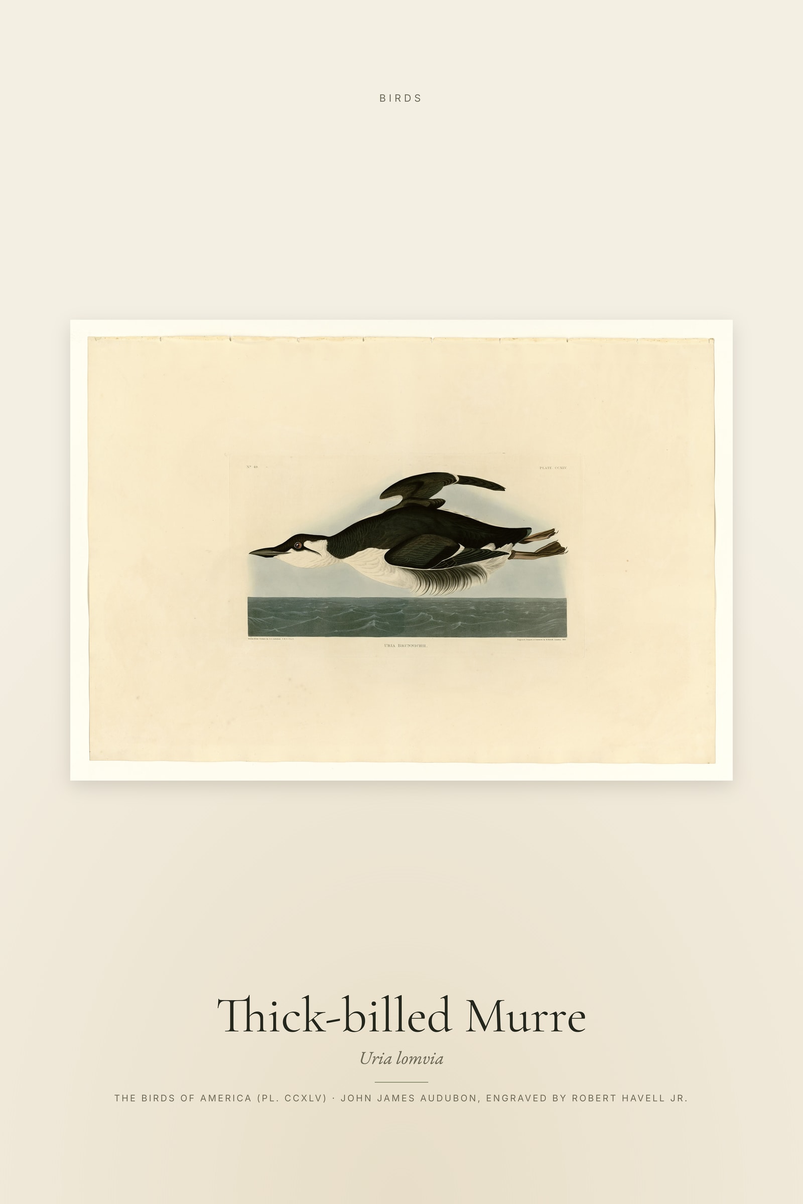 Thick-billed Murre